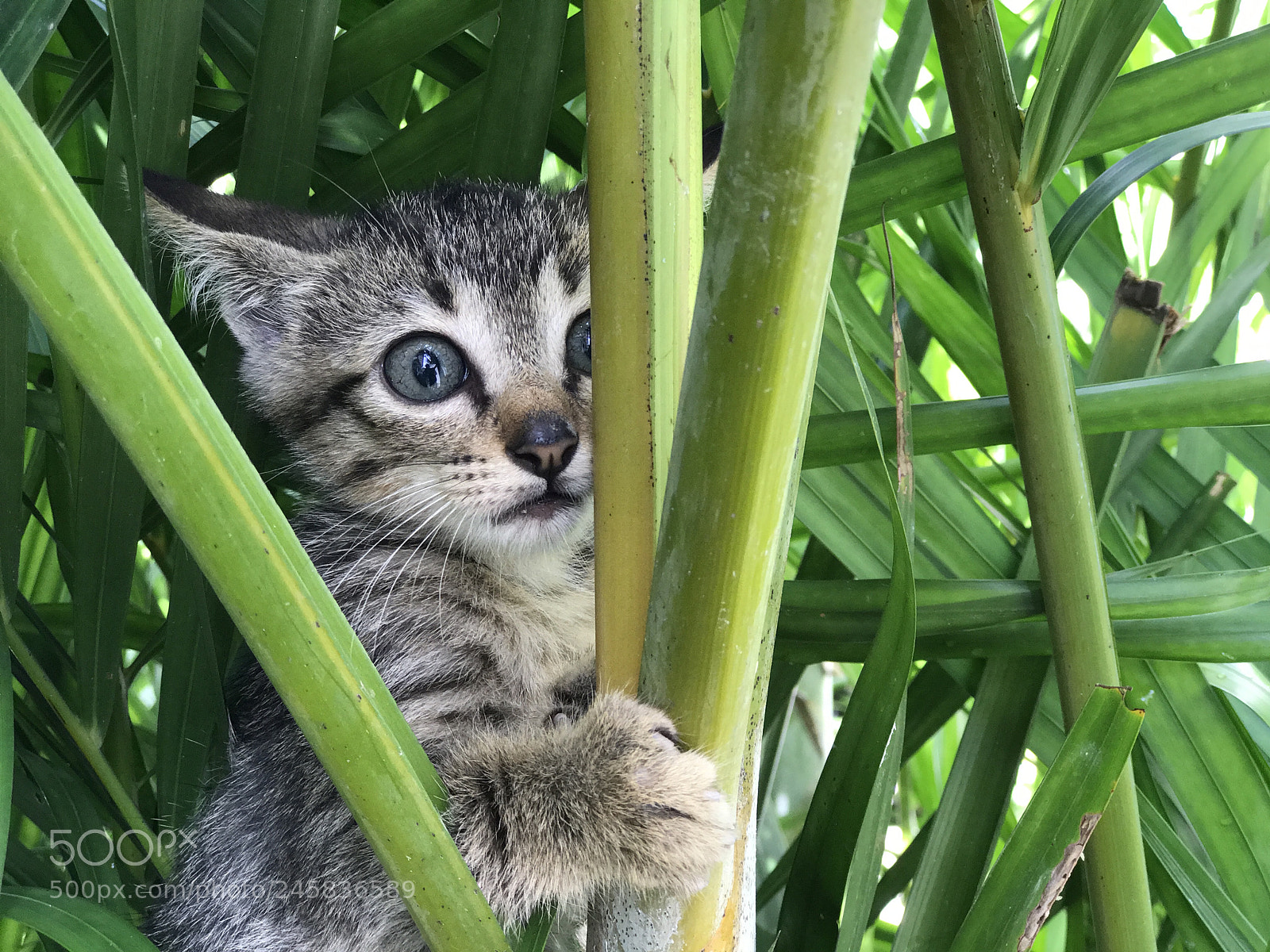 Apple iPhone 7 Plus sample photo. Cat in the tree photography