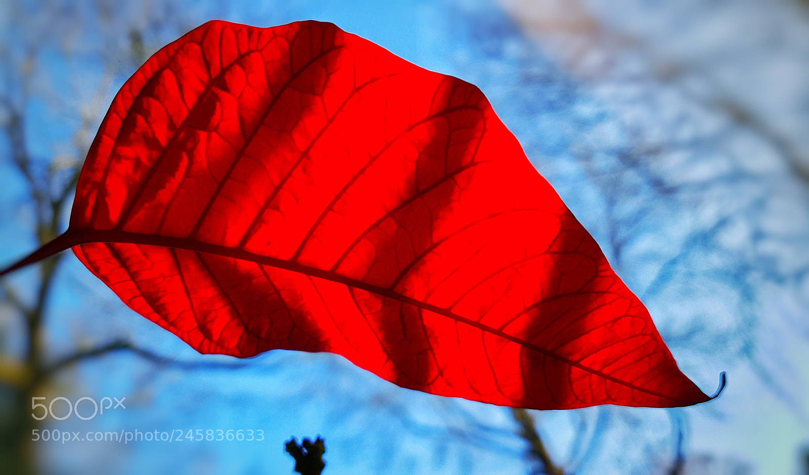 Samsung Galaxy S7 sample photo. Poinsettia leaf photography