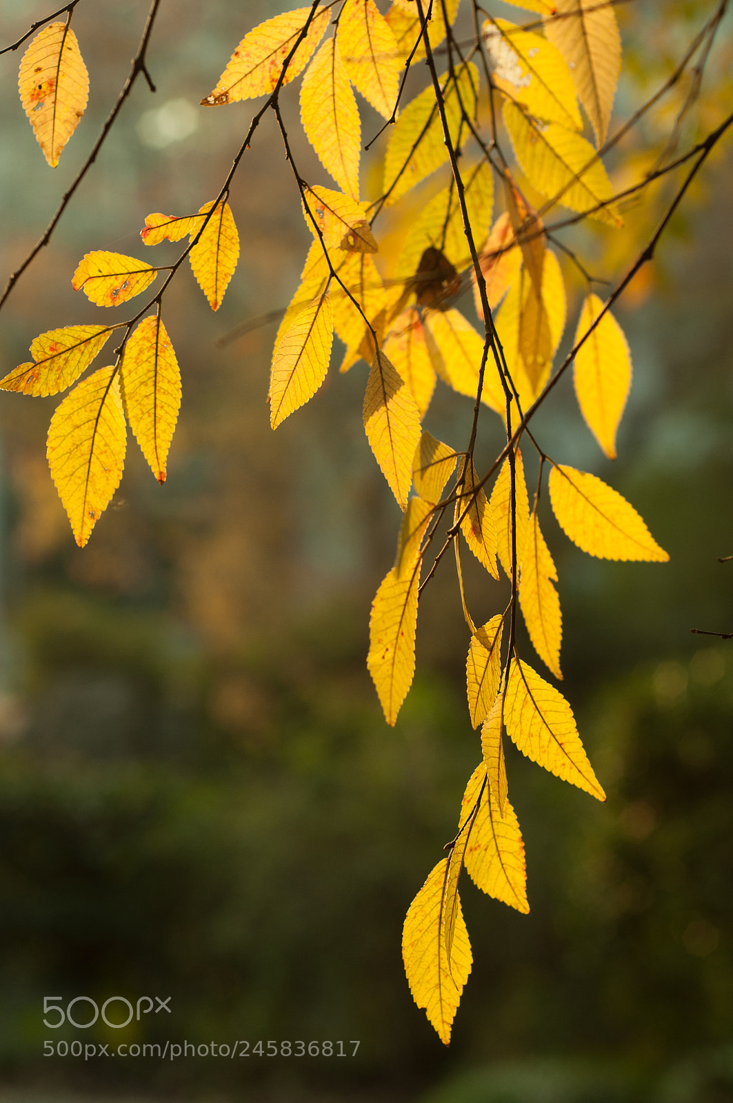 Nikon D90 sample photo. The beautiful yellow autumn photography