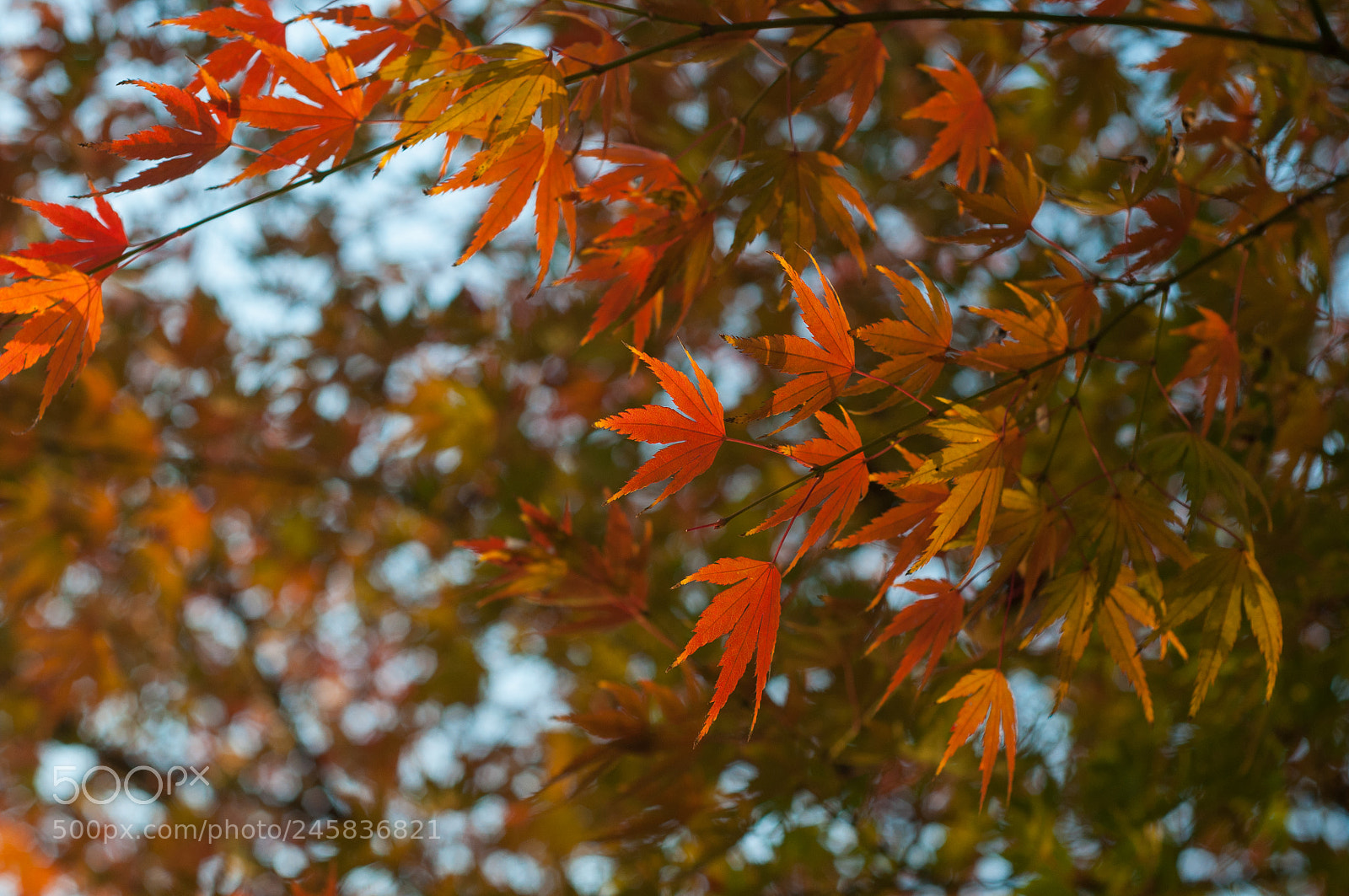 Nikon D90 sample photo. Maple leaves branch in photography