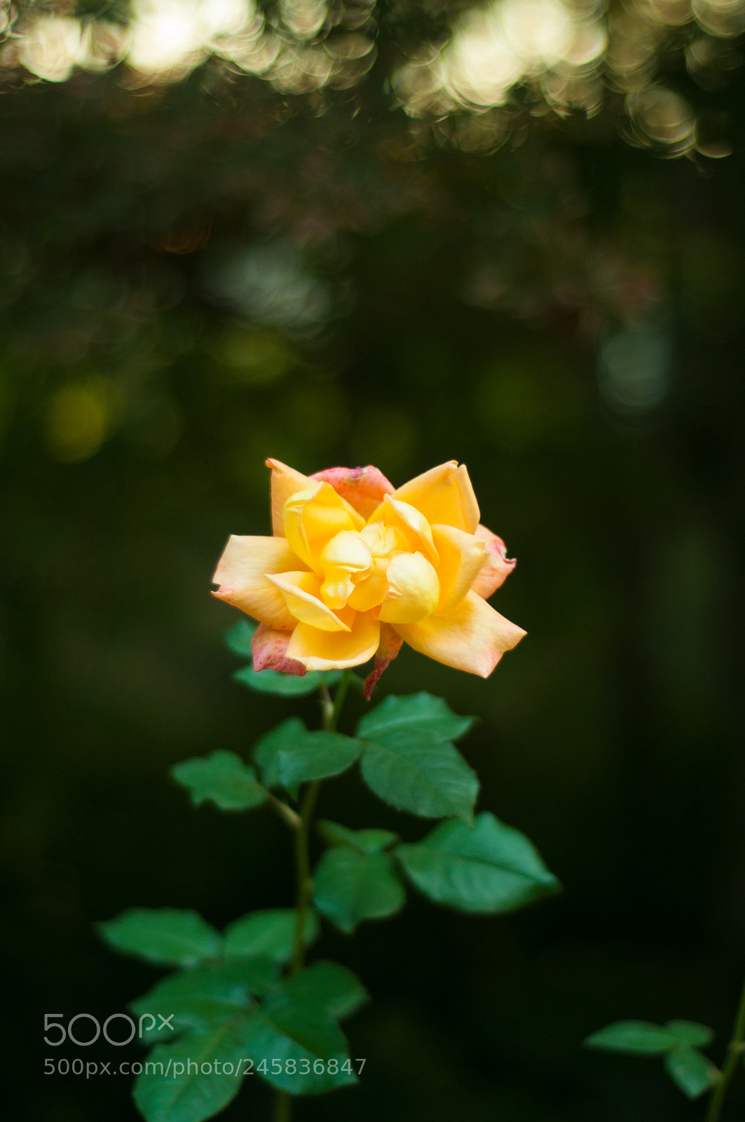 Nikon D90 sample photo. Yellow rose flower photography
