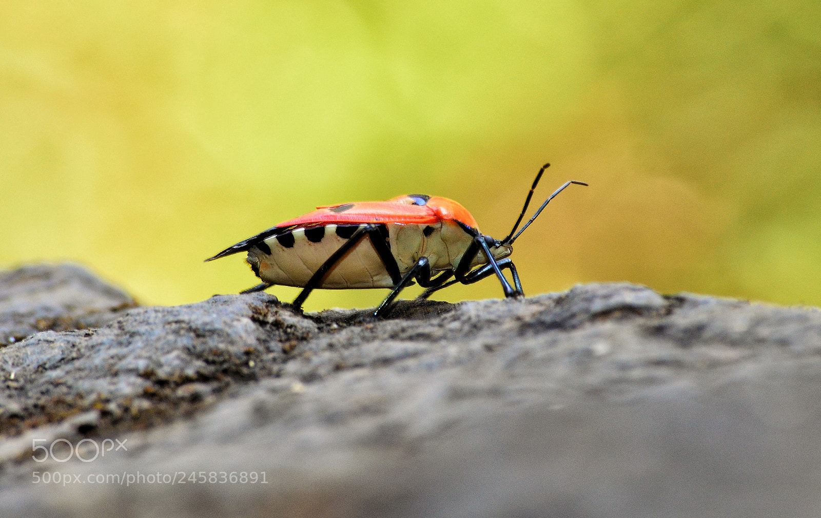 Nikon D3200 sample photo. Beetle photography