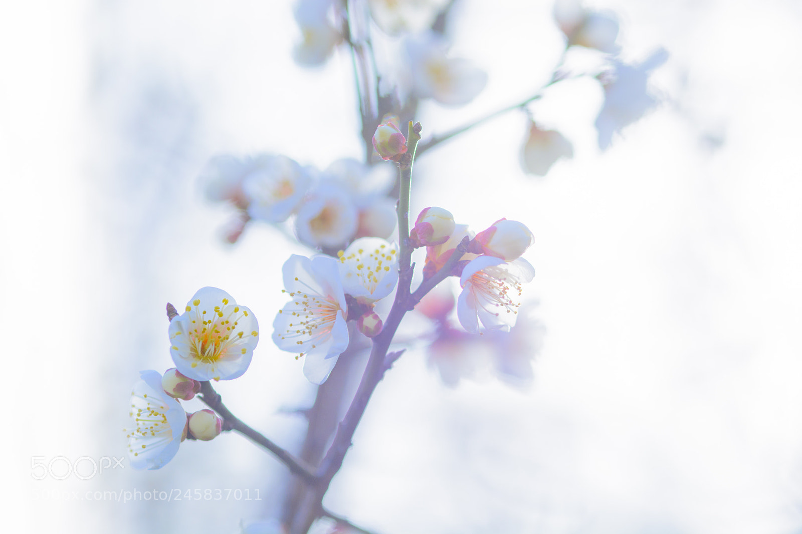 Nikon D7100 sample photo. White photography