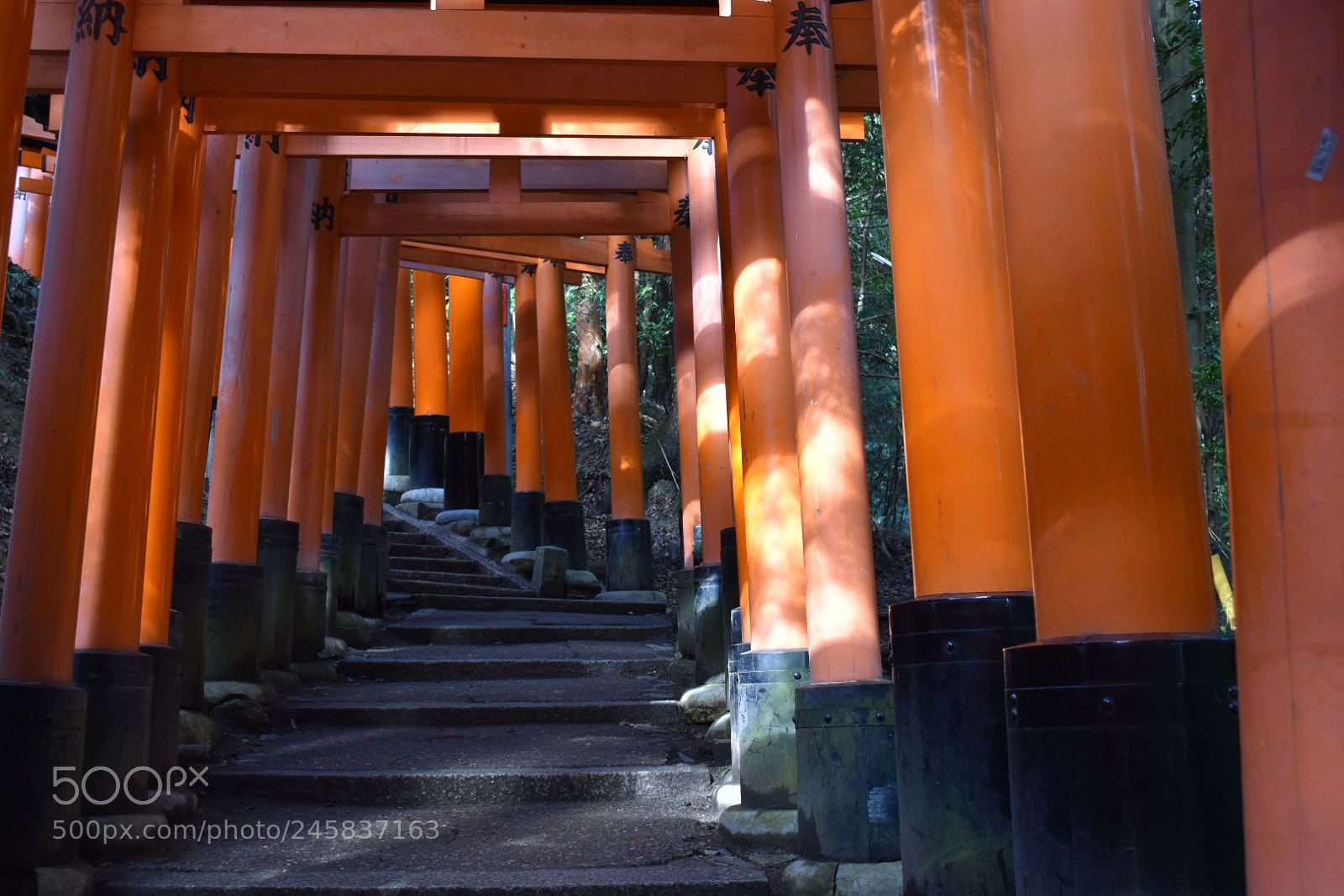 Nikon D5600 sample photo. 千本鳥居 from kyoto photography