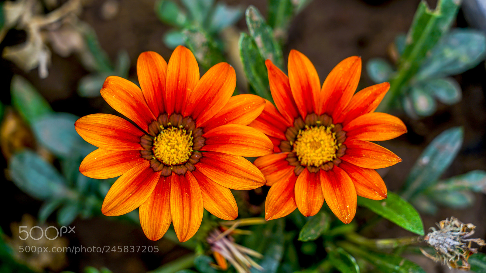 Sony a7R II sample photo. Like sunflower photography