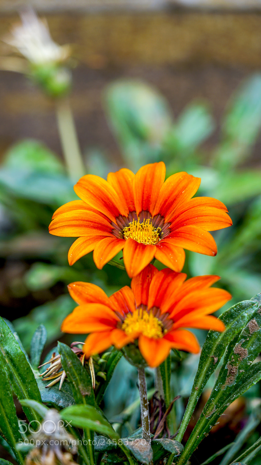 Sony a7R II sample photo. Sun faciing flower photography