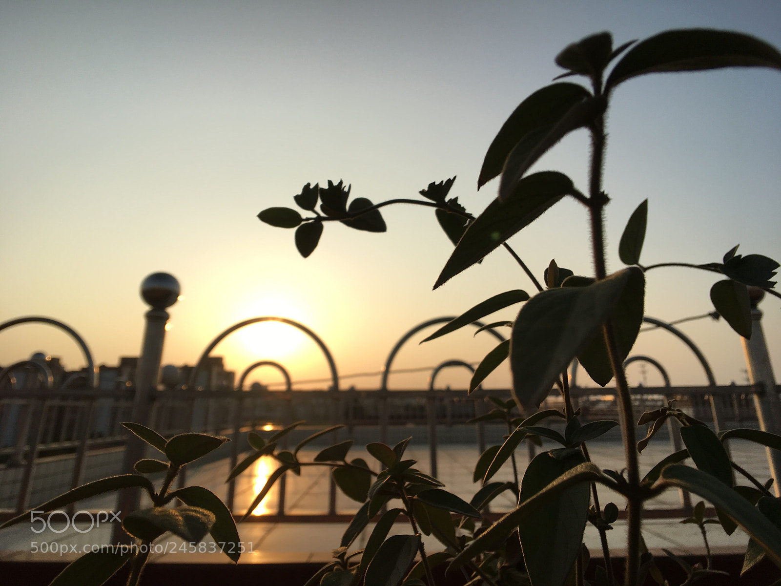 Apple iPhone 6s Plus sample photo. Untitled photography