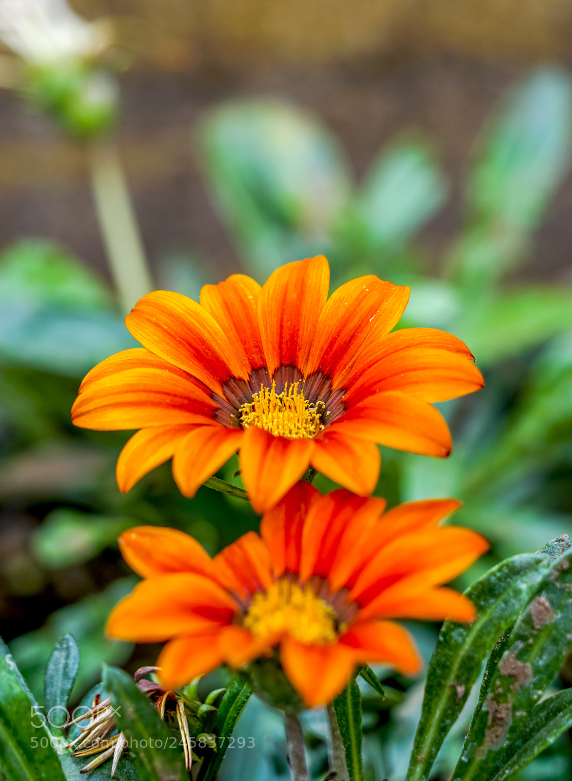 Sony a7R II sample photo. Sunflower photography