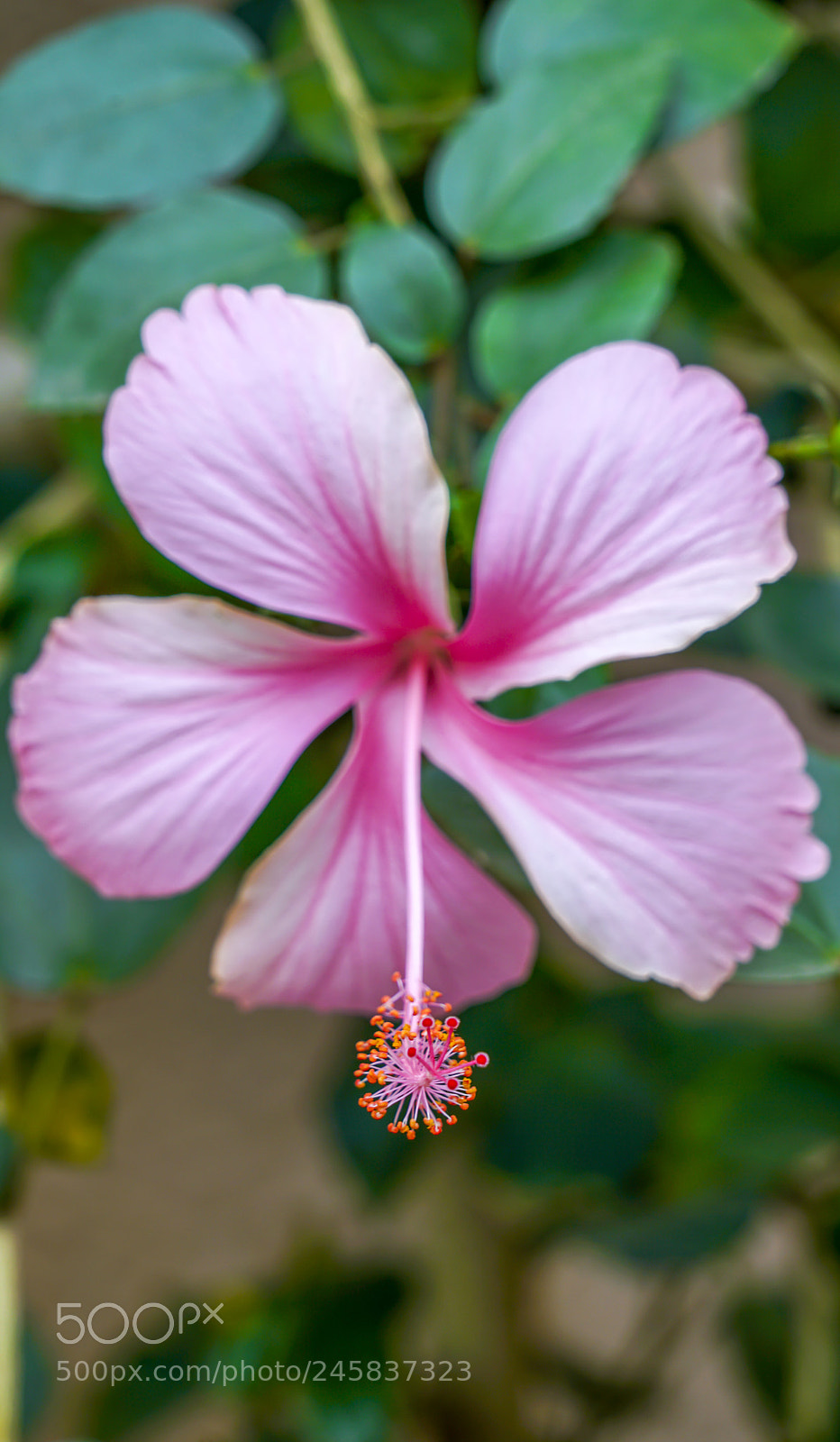 Sony a7R II sample photo. Pinky flower photography