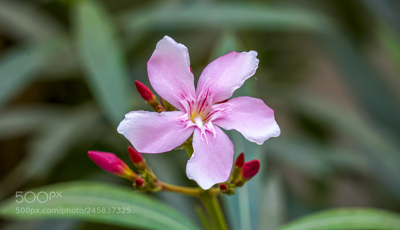 Sony a7R II sample photo. Pink face photography