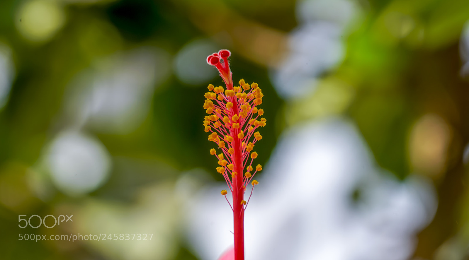 Sony a7R II sample photo. Flower's main stream photography