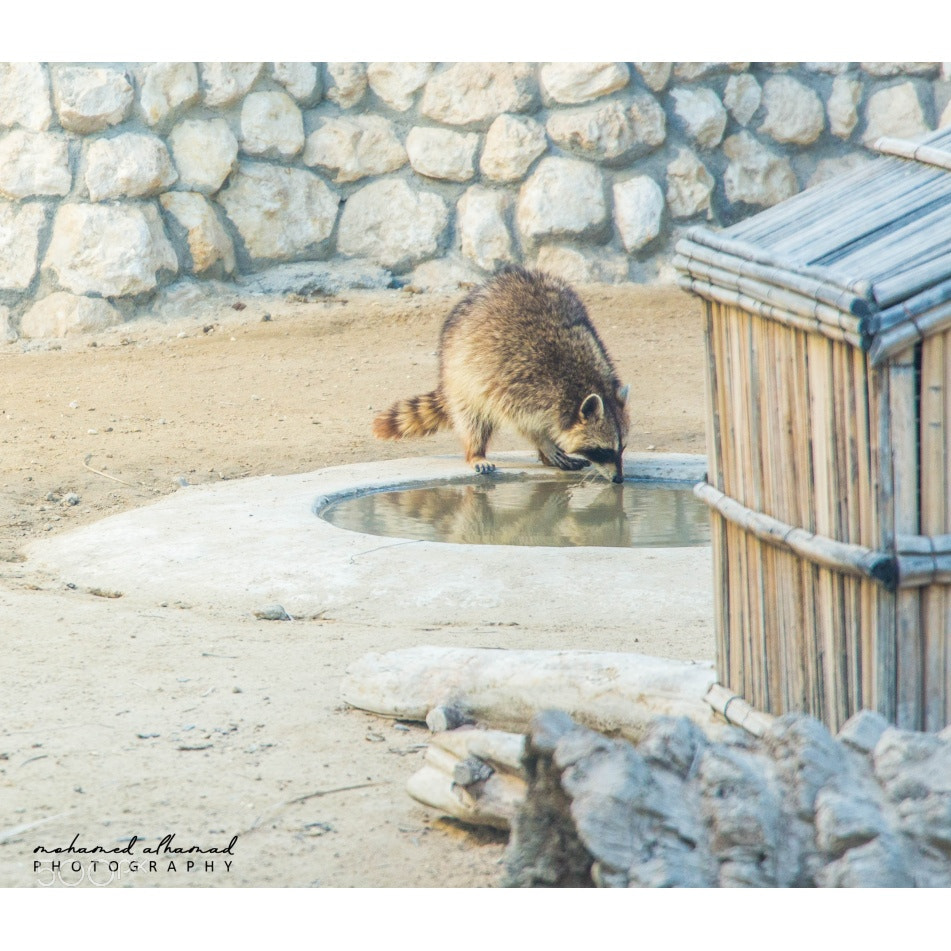 Canon EOS 650D (EOS Rebel T4i / EOS Kiss X6i) sample photo. Thirsty photography