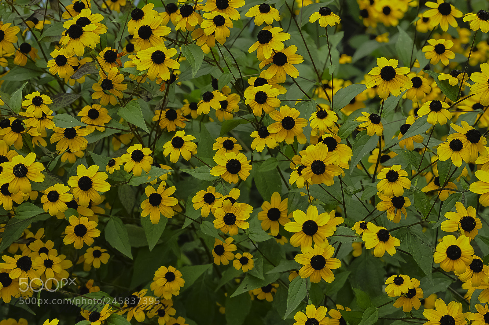 Nikon D3200 sample photo. Flowers photography
