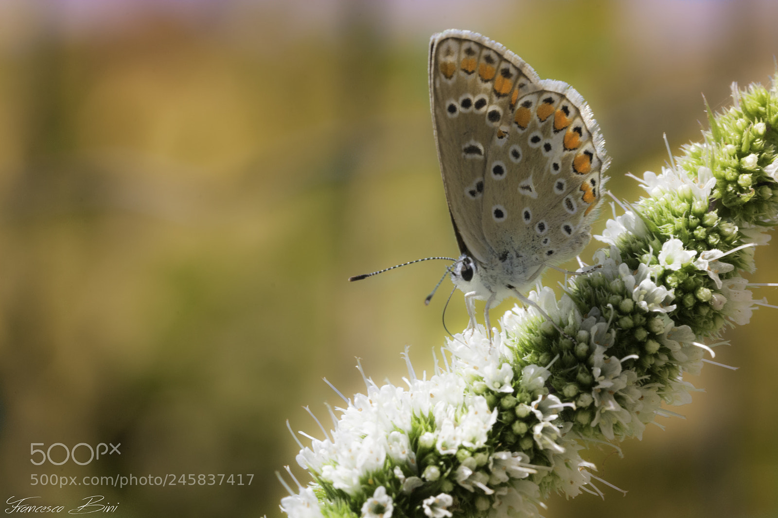 Nikon D7100 sample photo. Profumo di primavera photography