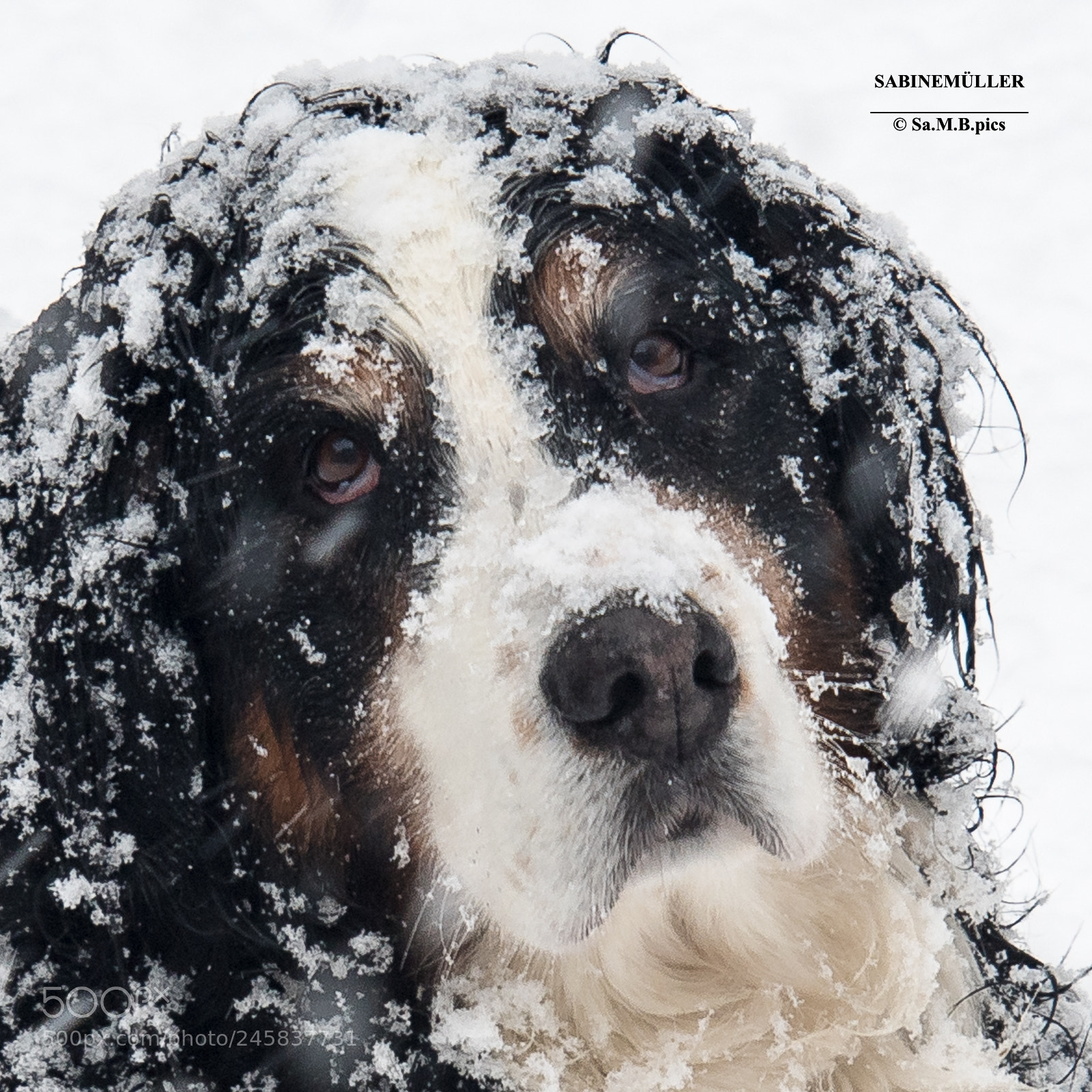 Nikon D500 sample photo. Winterimpressionen photography