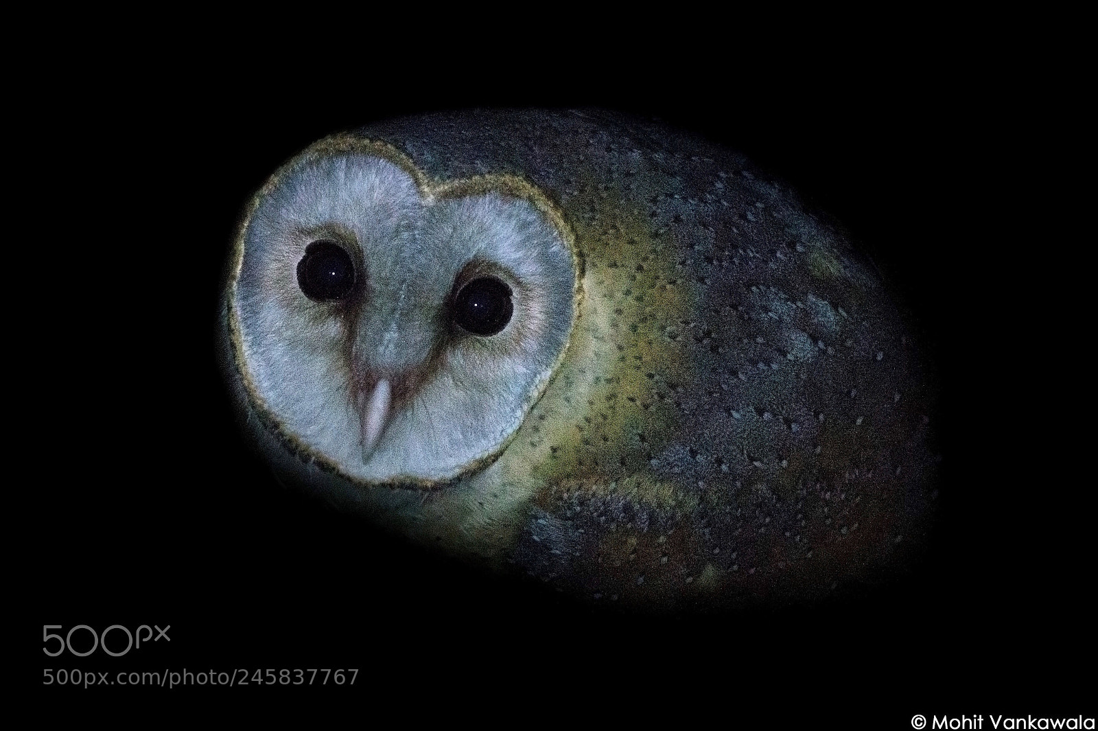 Nikon D3200 sample photo. **barn owl** (tyto alba) photography