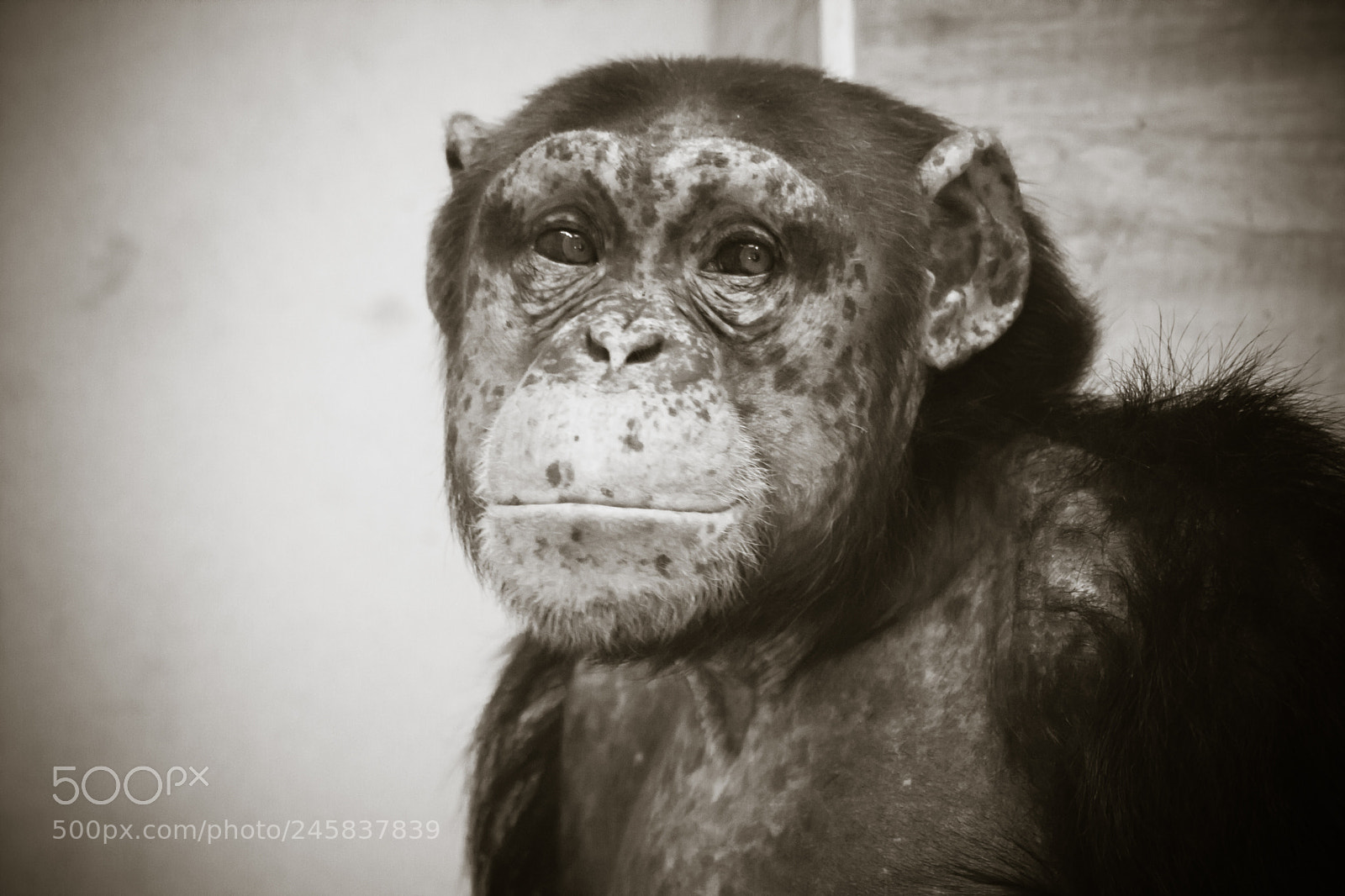 Canon EOS 760D (EOS Rebel T6s / EOS 8000D) sample photo. Cute chimpanzee with talking photography