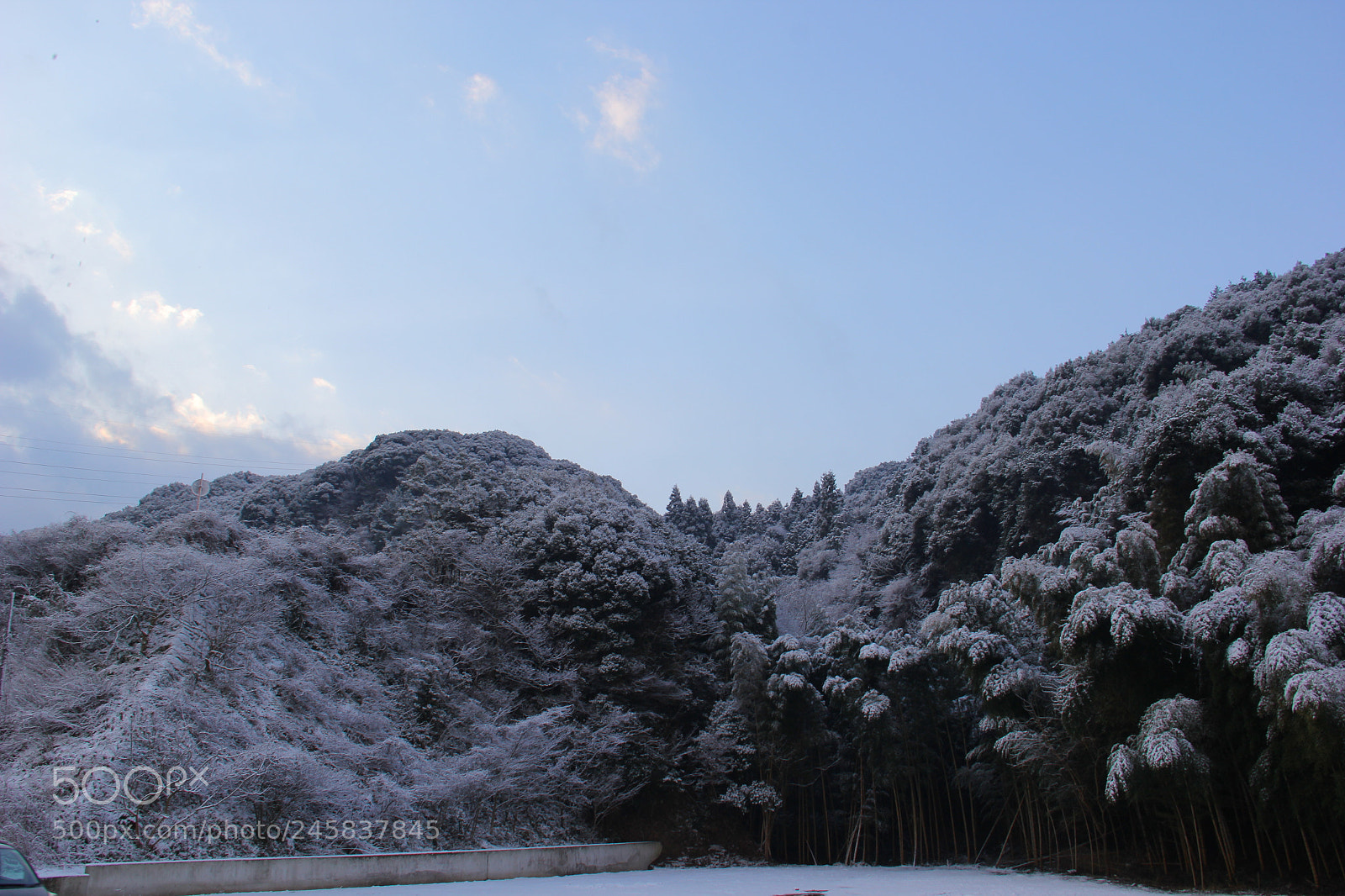 Canon EF-S 18-135mm F3.5-5.6 IS sample photo. White bamboo grove photography