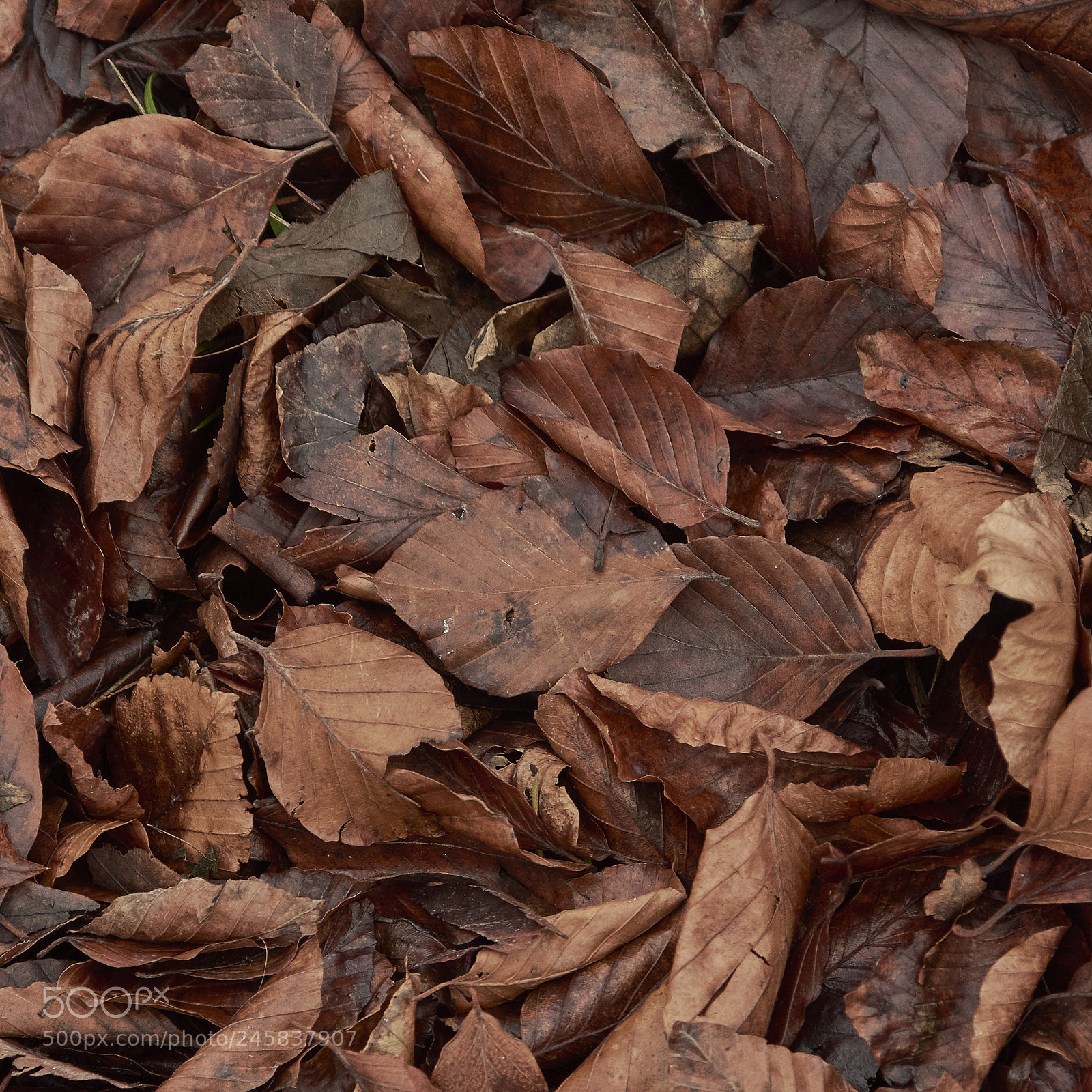 Nikon D7200 sample photo. Leaves photography