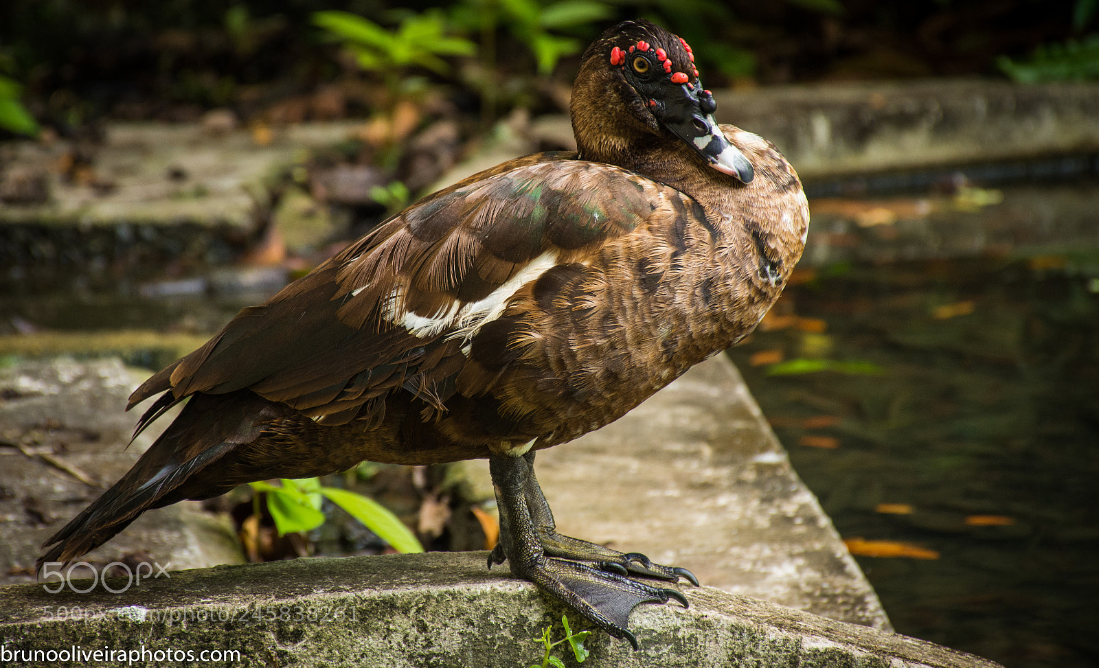 Nikon D7200 sample photo. A day at the photography