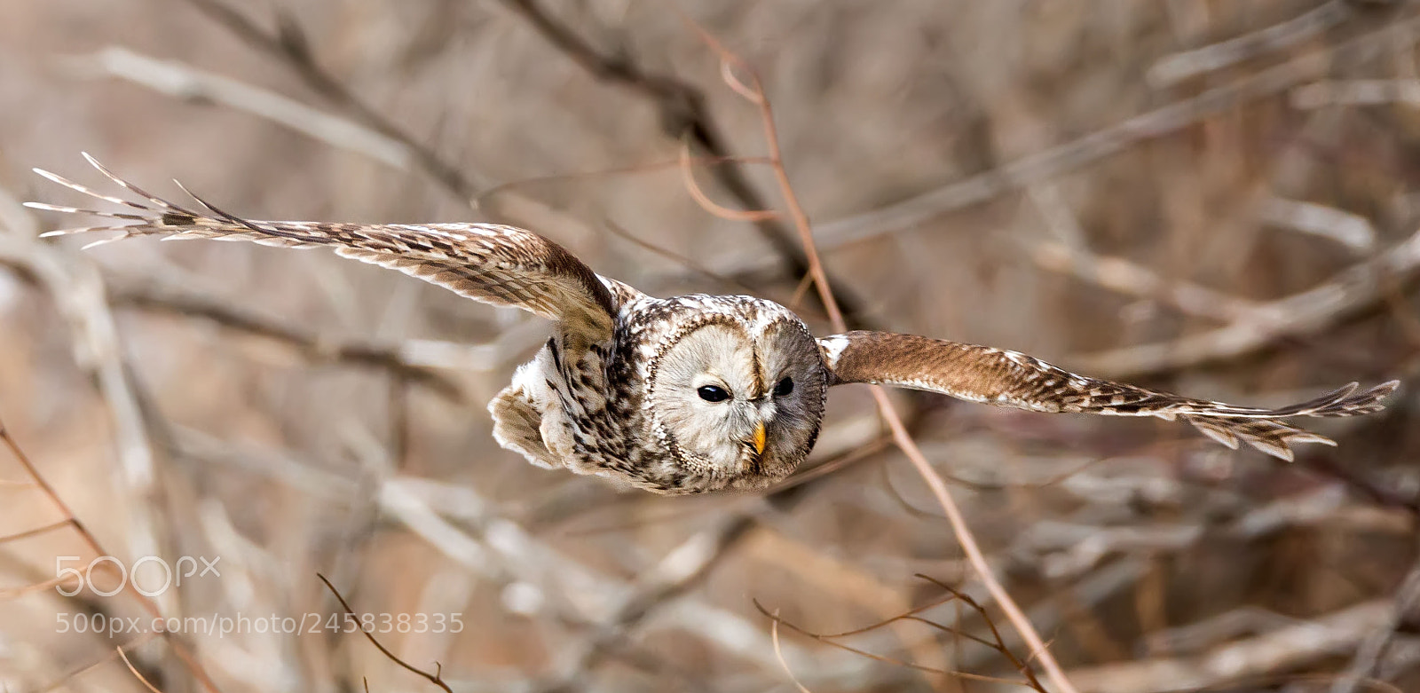 Canon EOS-1D X sample photo. Ural owl photography