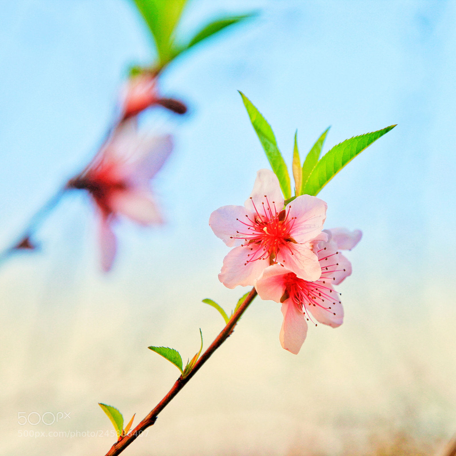 Canon EOS 60D sample photo. 桃花 photography