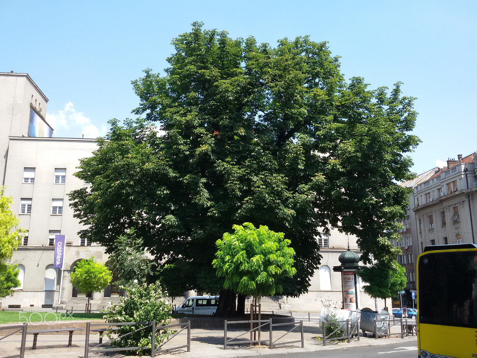 Samsung Galaxy S3 Neo sample photo. What a magnificent tree it was photography