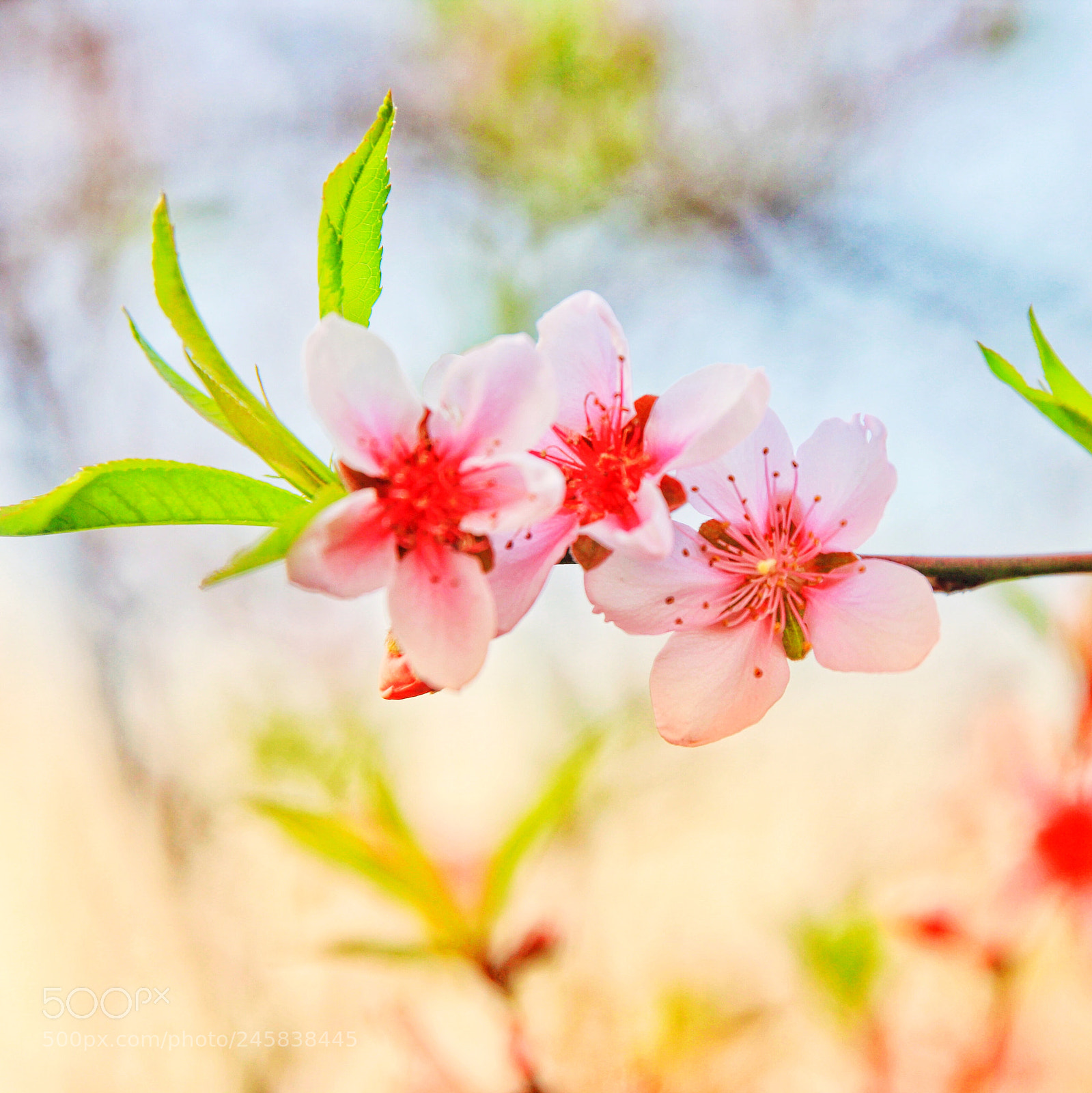 Canon EOS 60D sample photo. 桃花 photography
