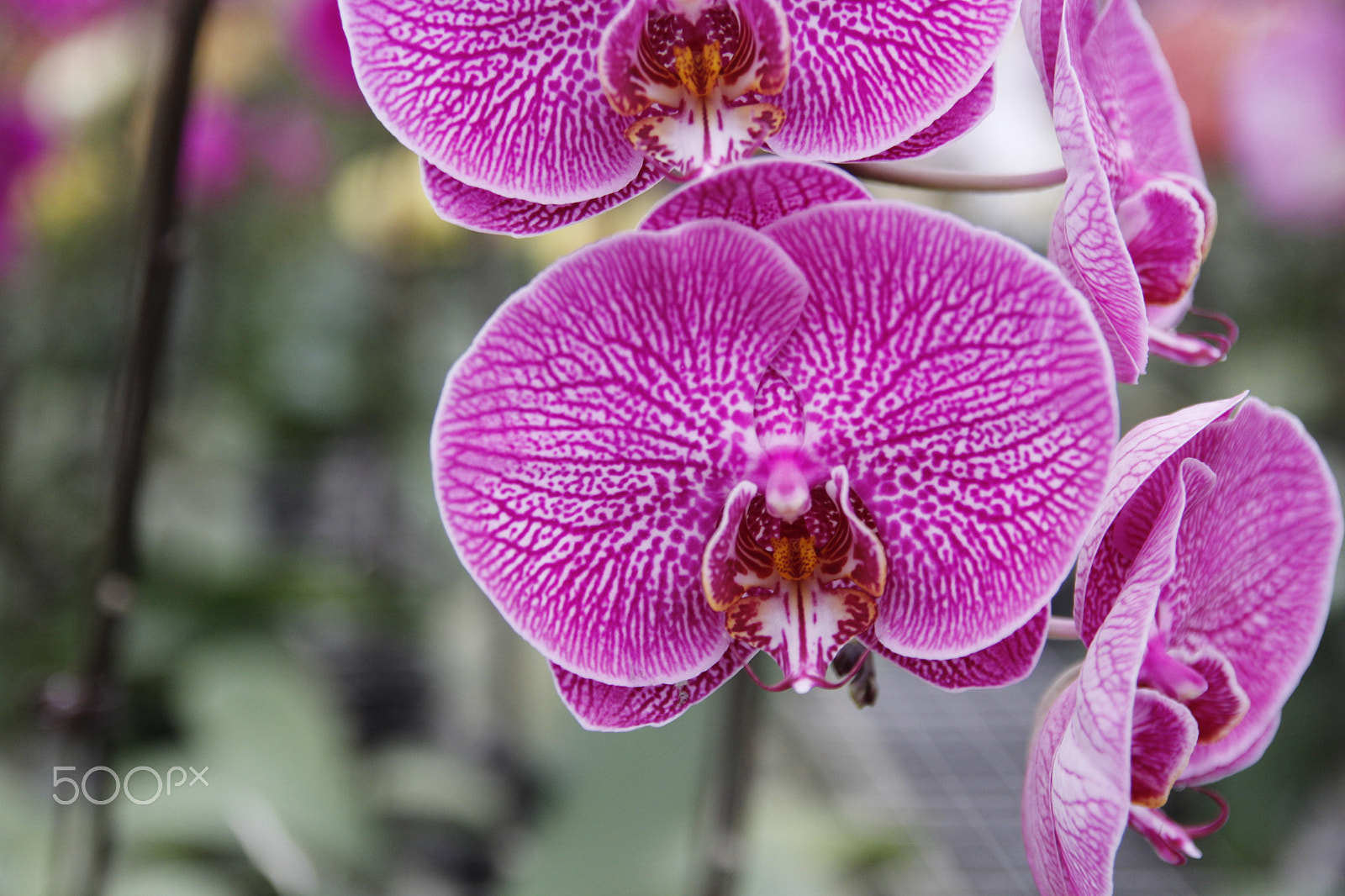 Canon EF-S 17-55mm F2.8 IS USM sample photo. Moth orchids photography