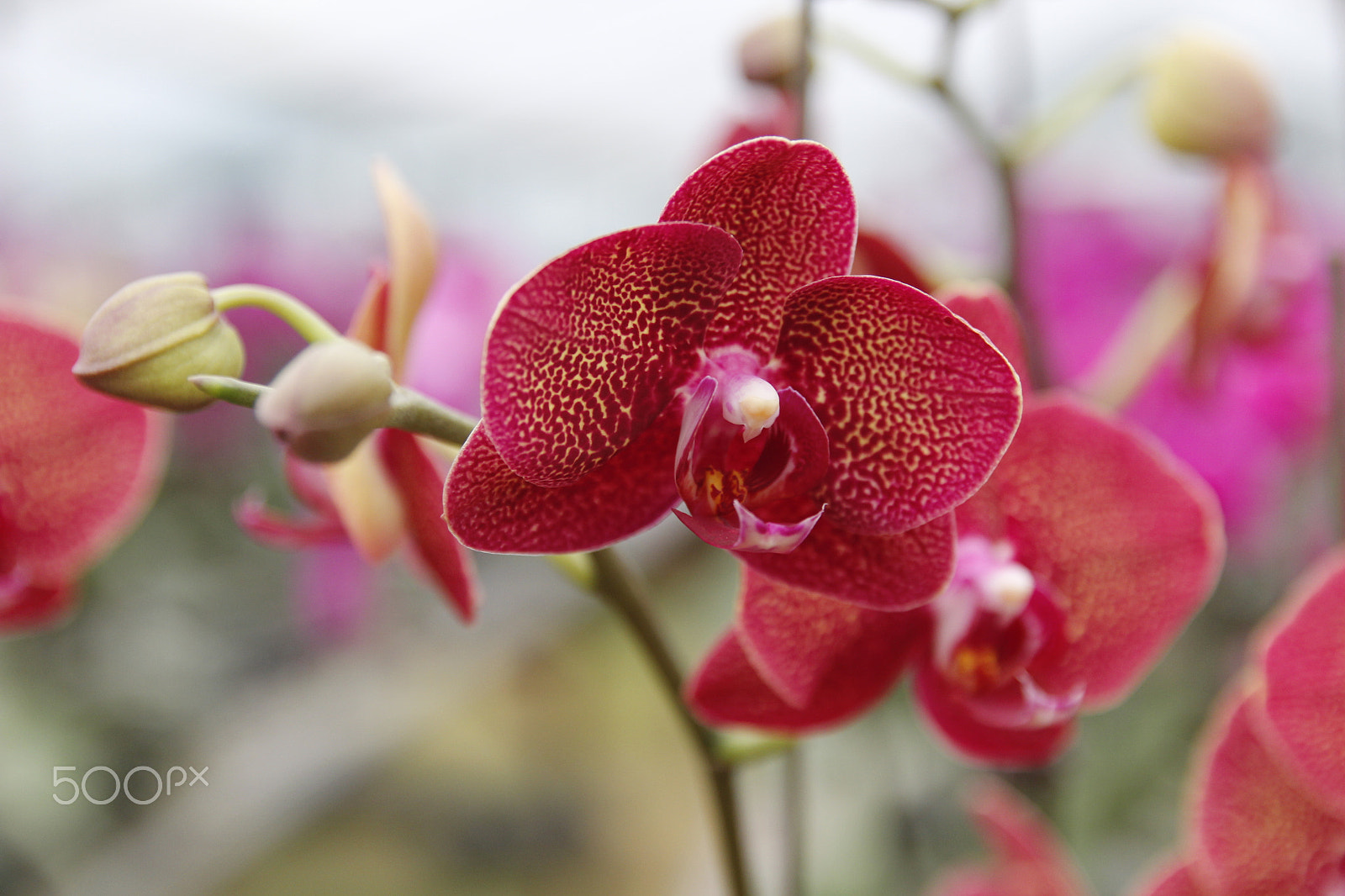 Canon EOS 600D (Rebel EOS T3i / EOS Kiss X5) sample photo. Moth orchids photography