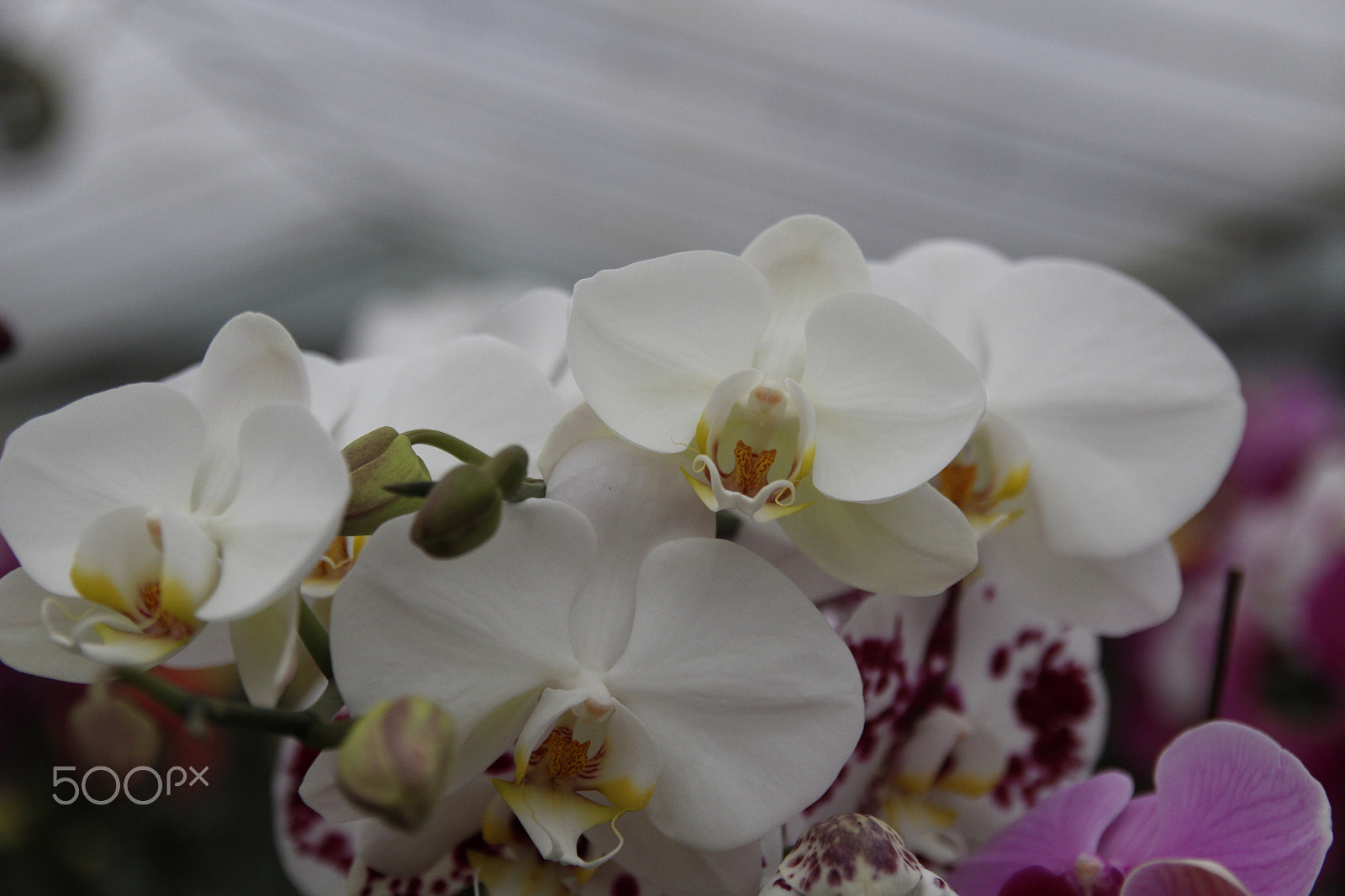 Canon EOS 600D (Rebel EOS T3i / EOS Kiss X5) + Canon EF-S 17-55mm F2.8 IS USM sample photo. Moth orchids photography