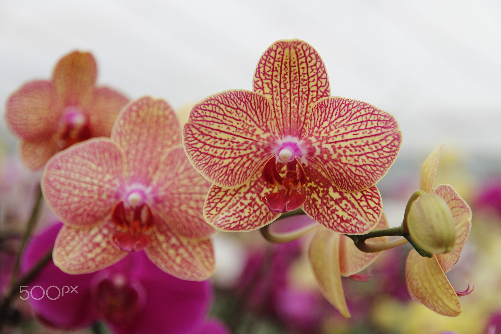 Canon EOS 600D (Rebel EOS T3i / EOS Kiss X5) + Canon EF-S 17-55mm F2.8 IS USM sample photo. Moth orchids photography