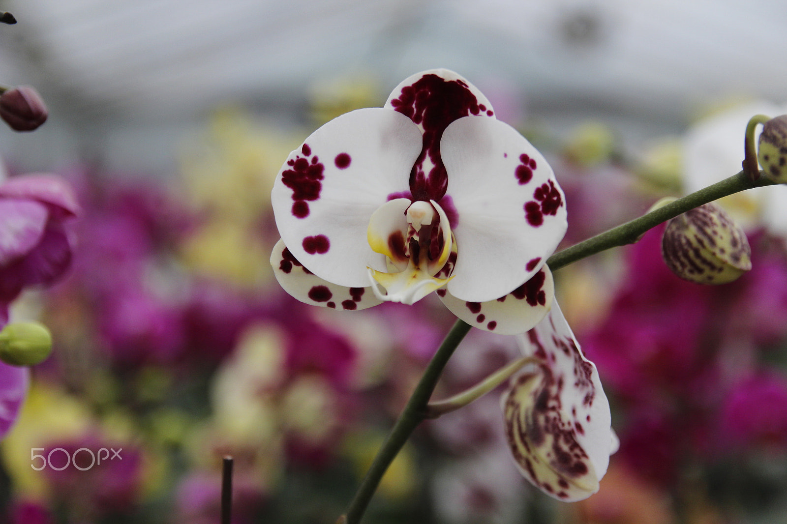 Canon EOS 600D (Rebel EOS T3i / EOS Kiss X5) + Canon EF-S 17-55mm F2.8 IS USM sample photo. Moth orchids photography