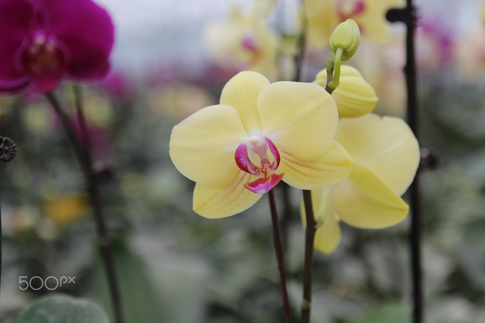 Canon EOS 600D (Rebel EOS T3i / EOS Kiss X5) + Canon EF-S 17-55mm F2.8 IS USM sample photo. Moth orchids photography