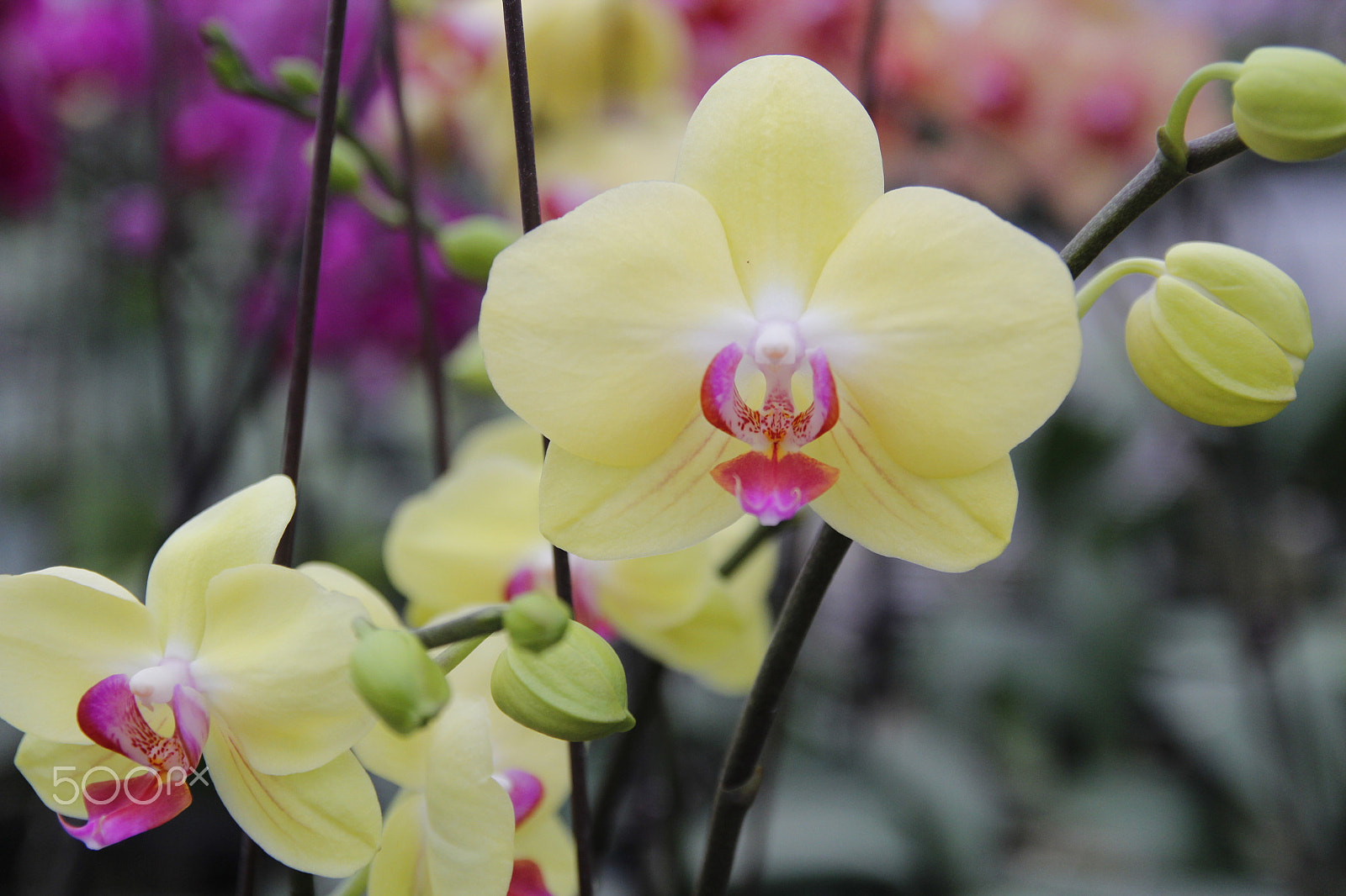 Canon EOS 600D (Rebel EOS T3i / EOS Kiss X5) + Canon EF-S 17-55mm F2.8 IS USM sample photo. Moth orchids photography