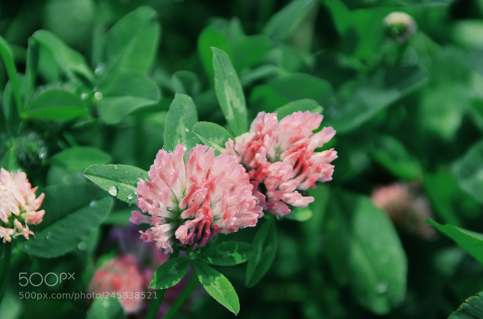Nikon D5100 sample photo. ☘️ photography