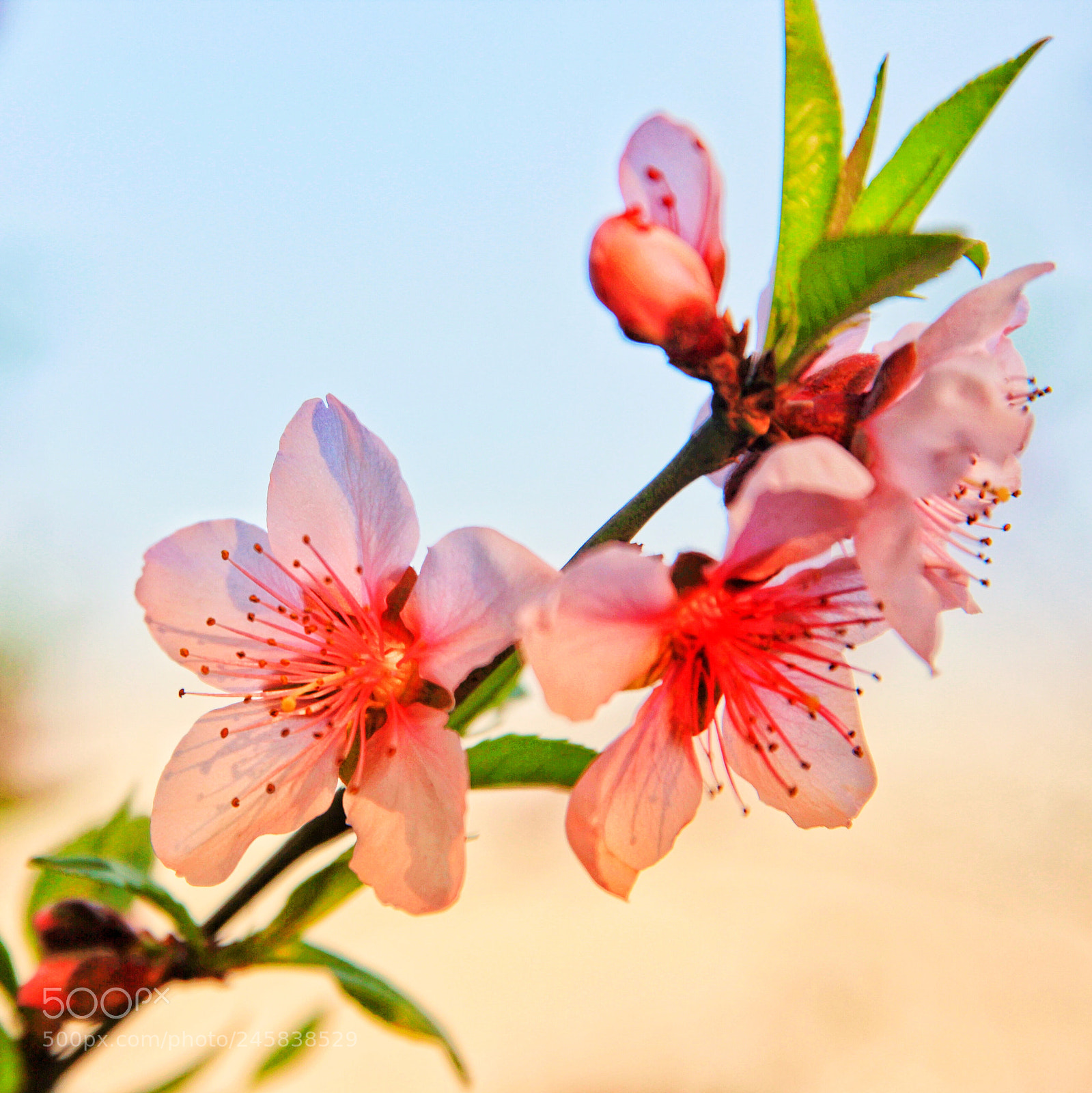Canon EOS 60D sample photo. 桃花 photography