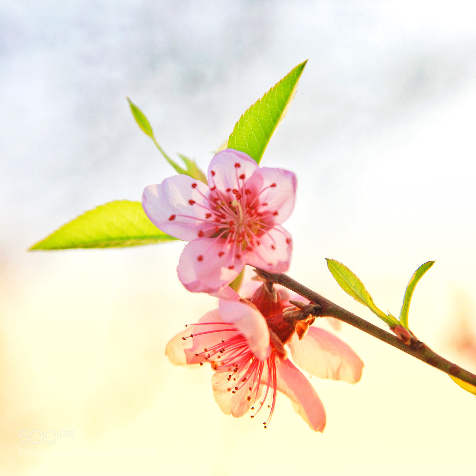 Canon EOS 60D sample photo. 桃花 photography