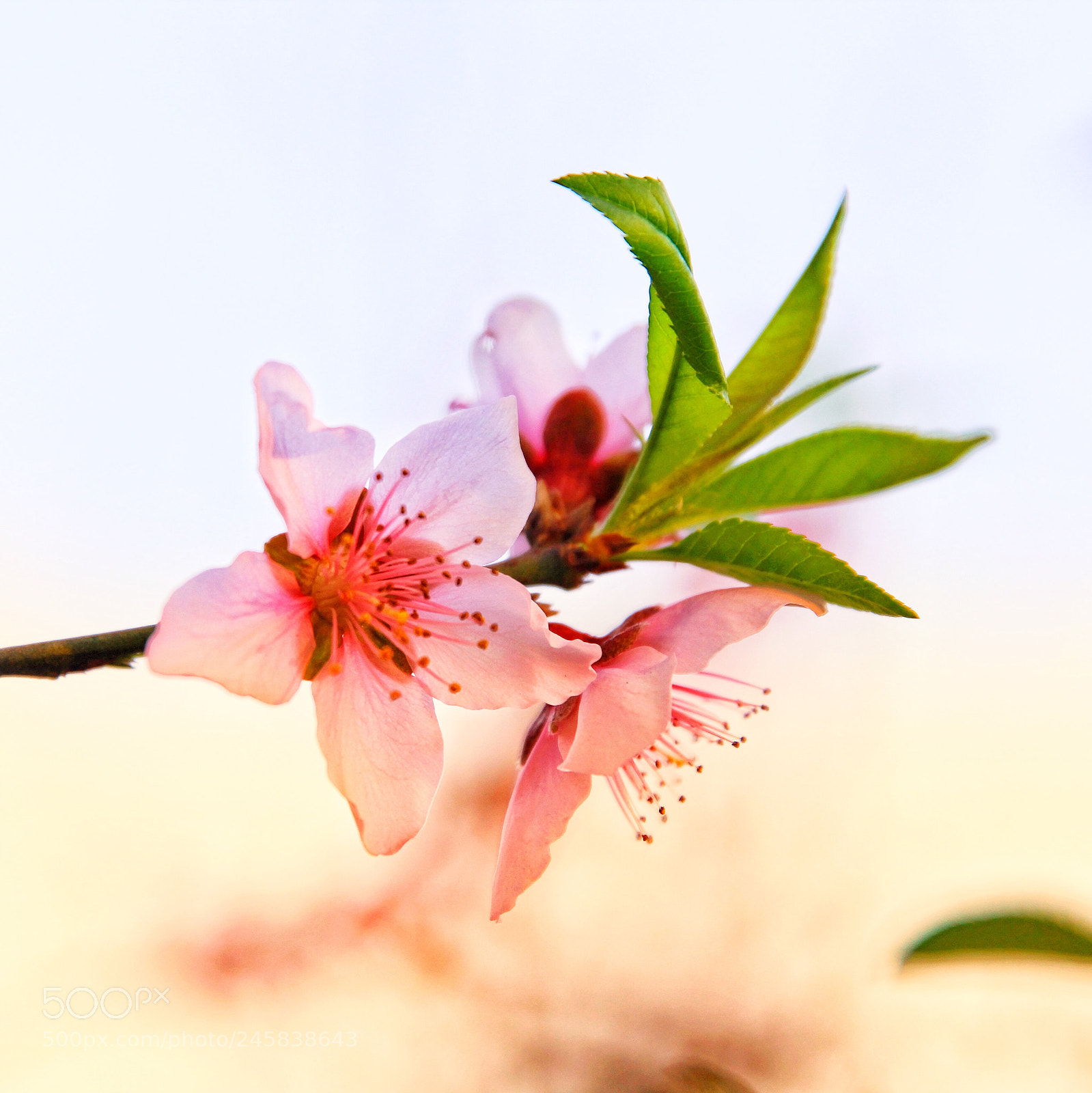 Canon EOS 60D sample photo. 桃花 photography