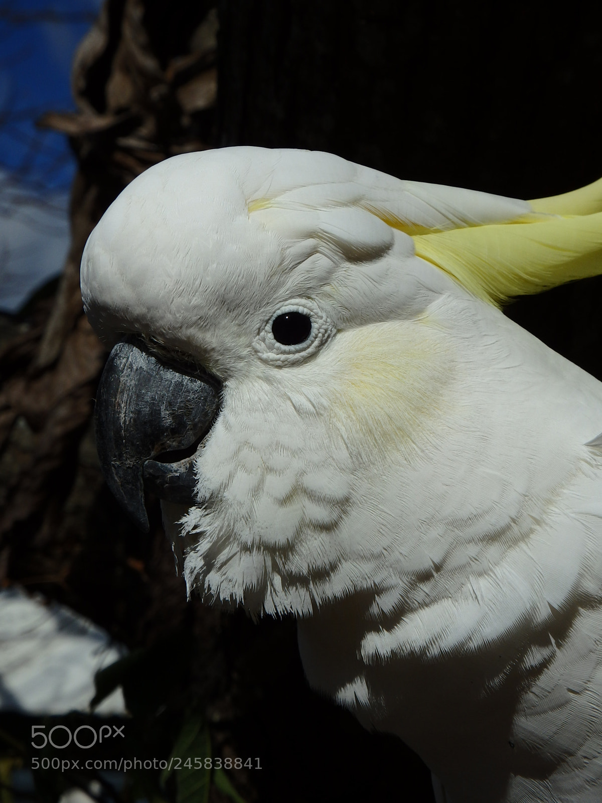 Olympus SP-100EE sample photo. Yellow crested cockatoo photography