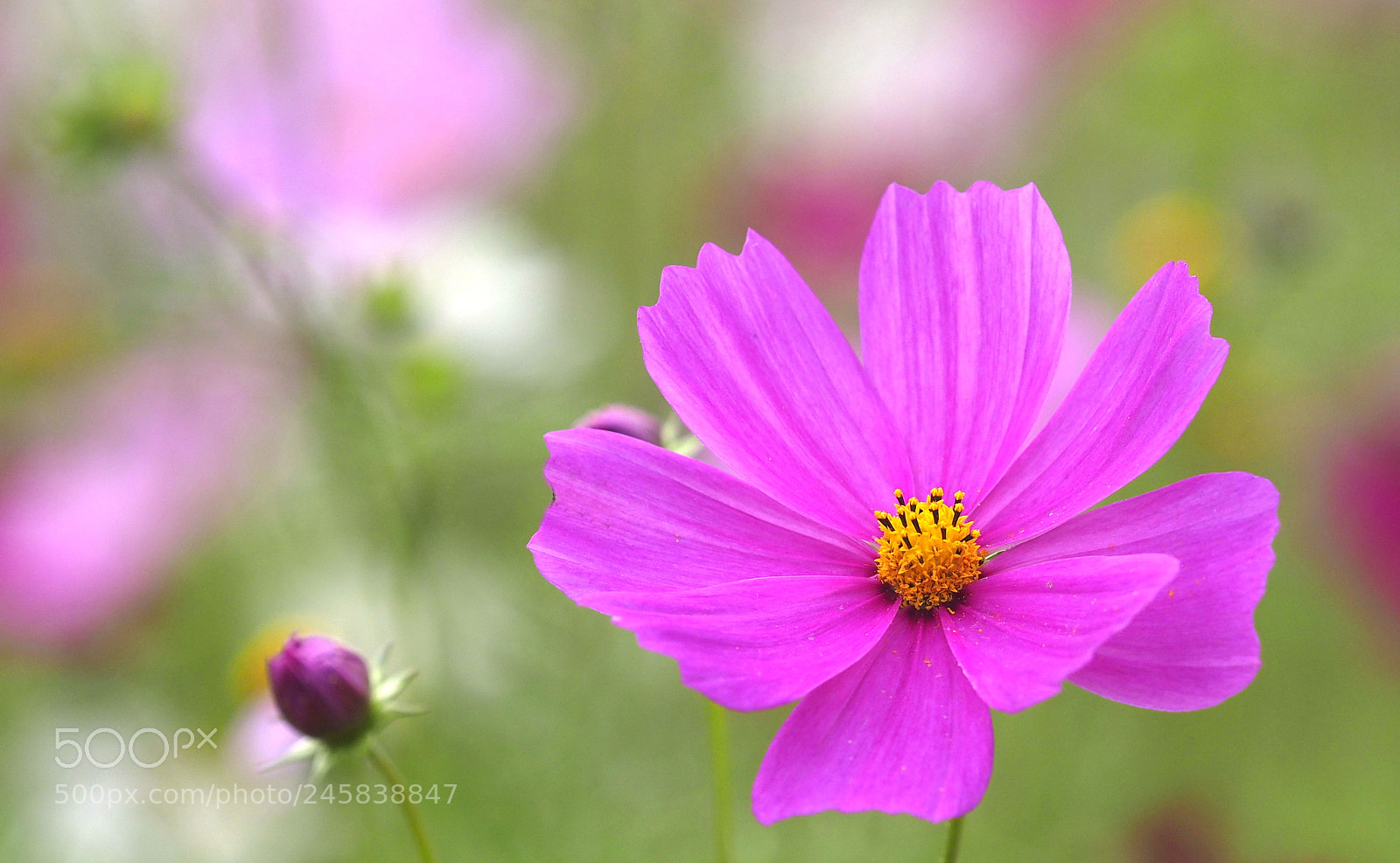 Olympus OM-D E-M1 Mark II sample photo. Pink cosmos photography