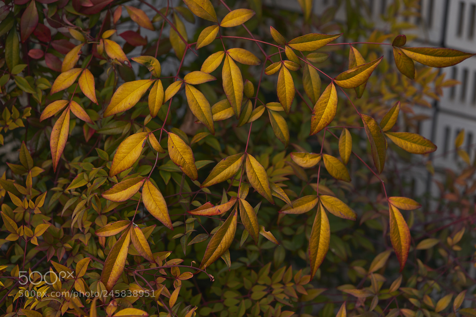 Sony a7 sample photo. Leaves 941 photography