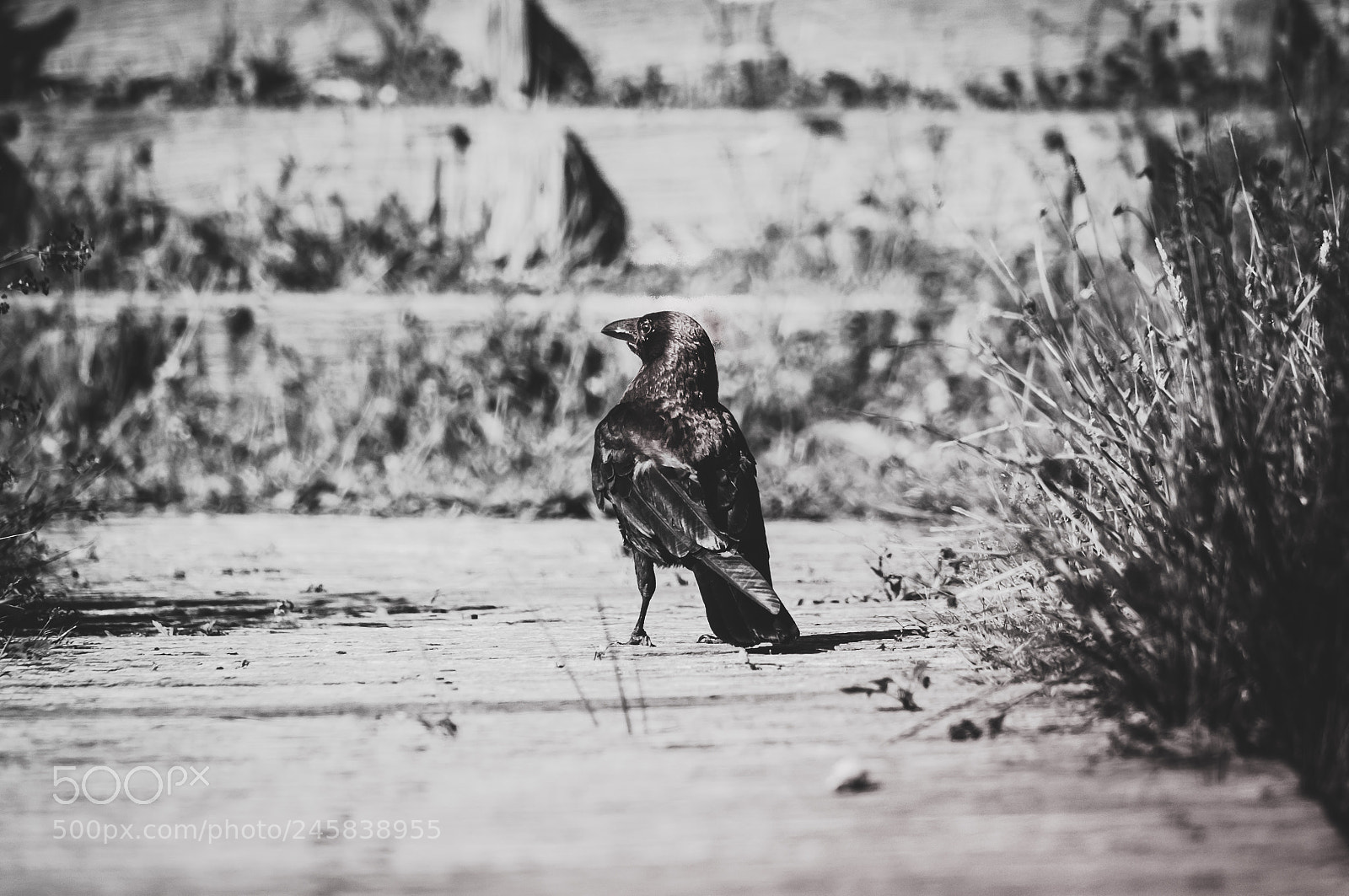 Nikon D90 sample photo. A lonely crow photography