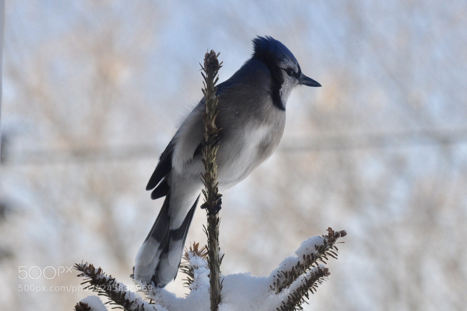 Nikon D5000 sample photo. Watching photography