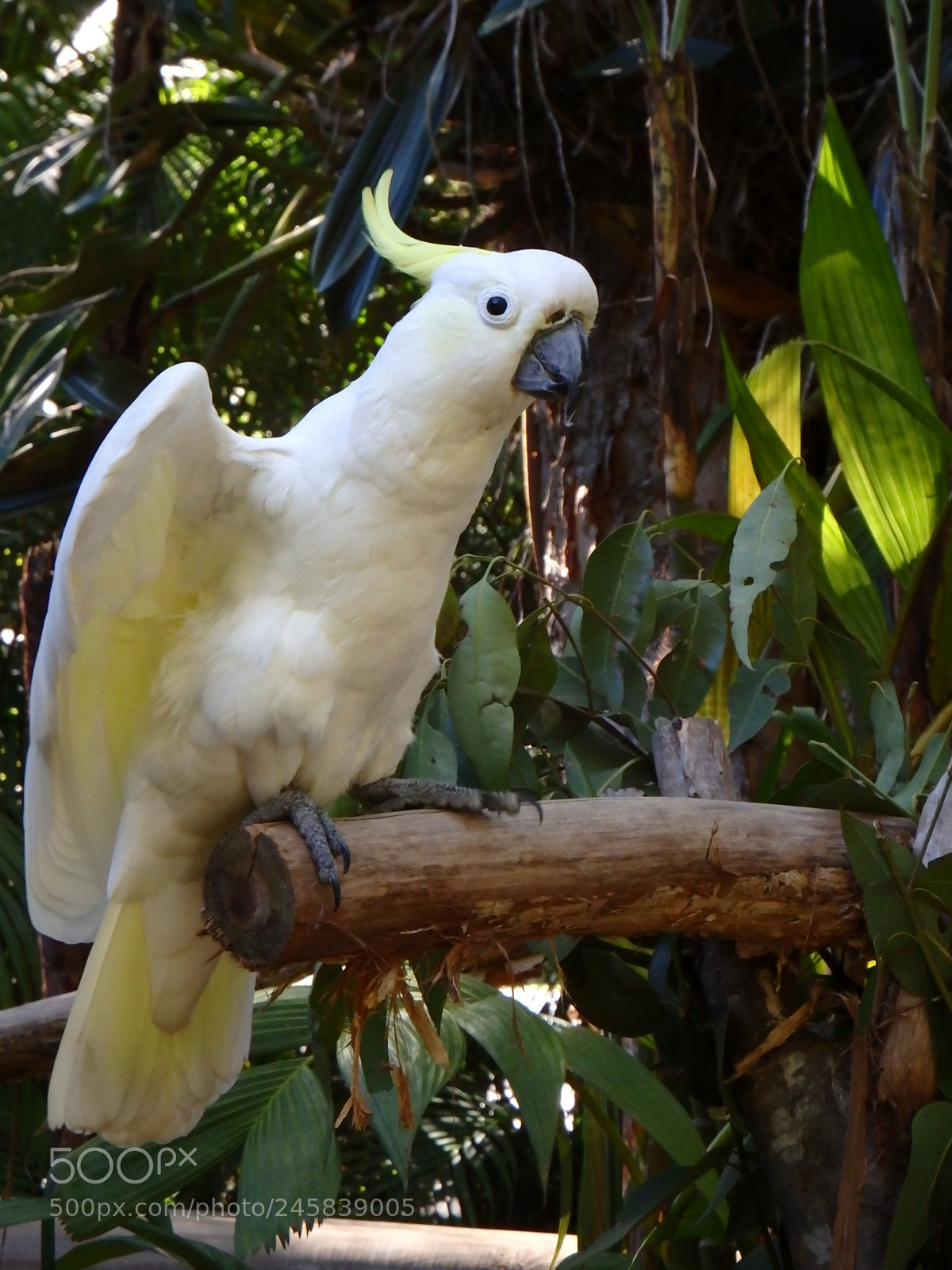 Olympus SP-100EE sample photo. Yellow crested cockatoo 2 photography