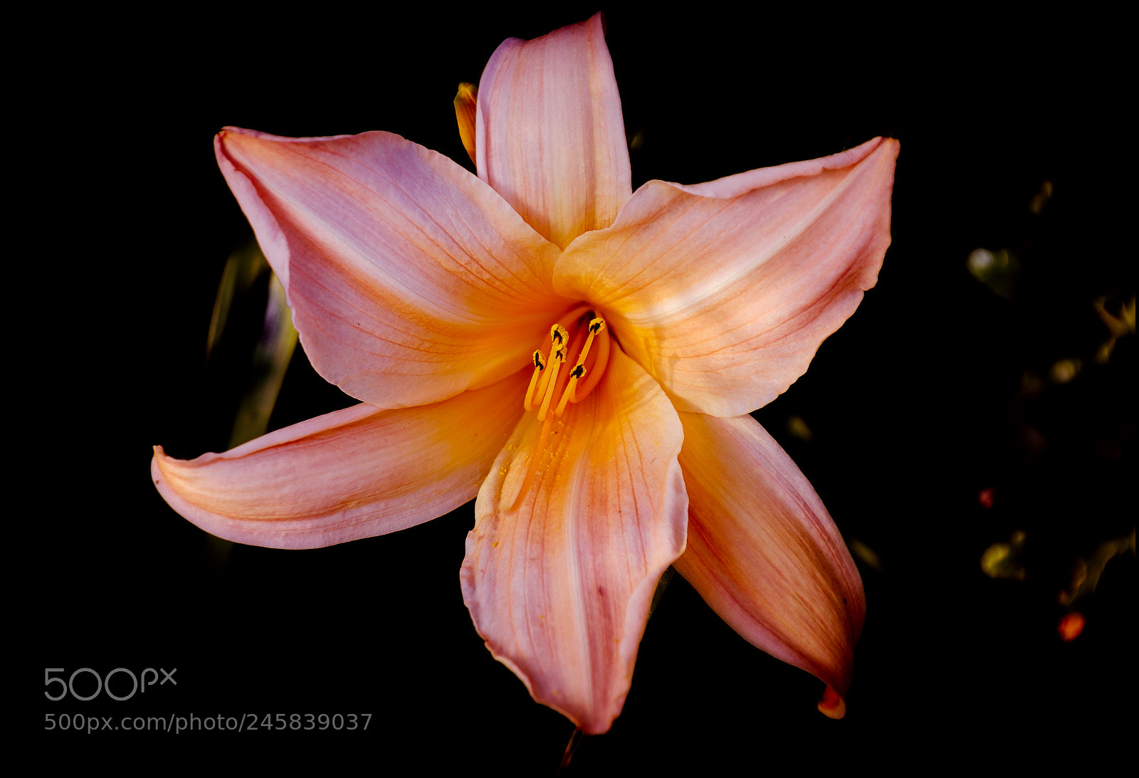 Fujifilm X-T1 sample photo. Lily photography