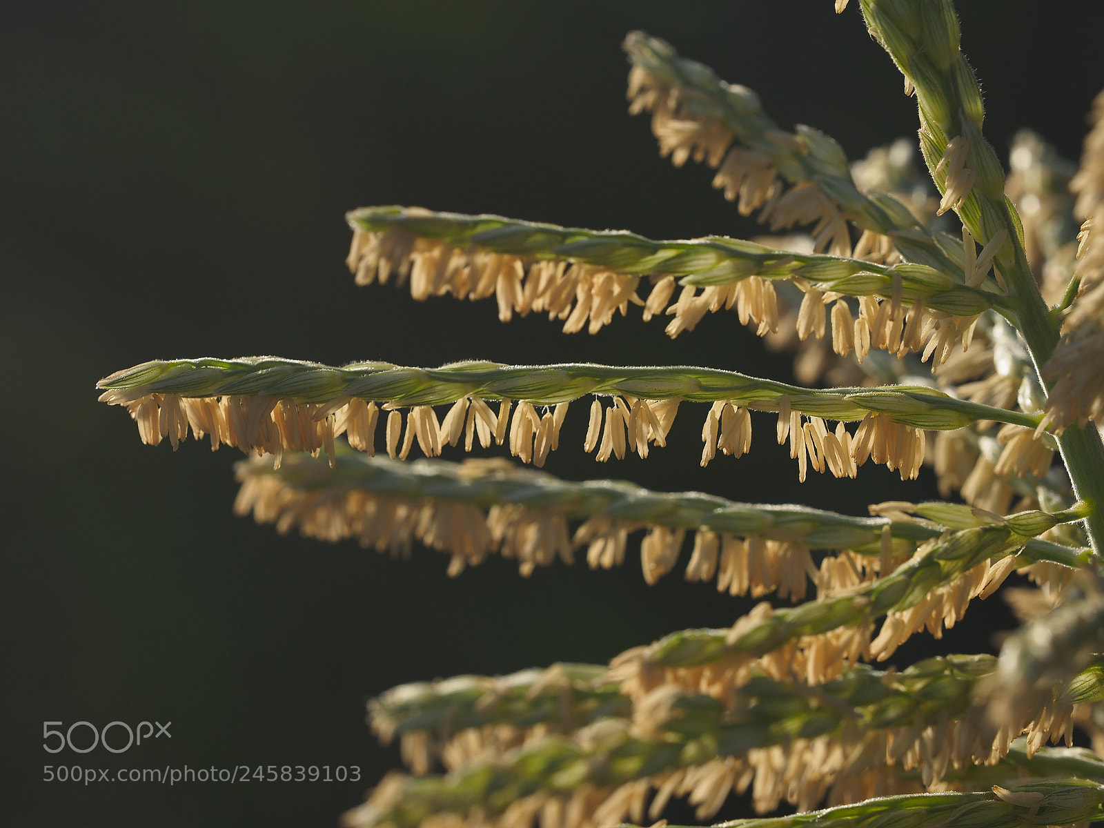Olympus OM-D E-M1 Mark II sample photo. Abundance photography