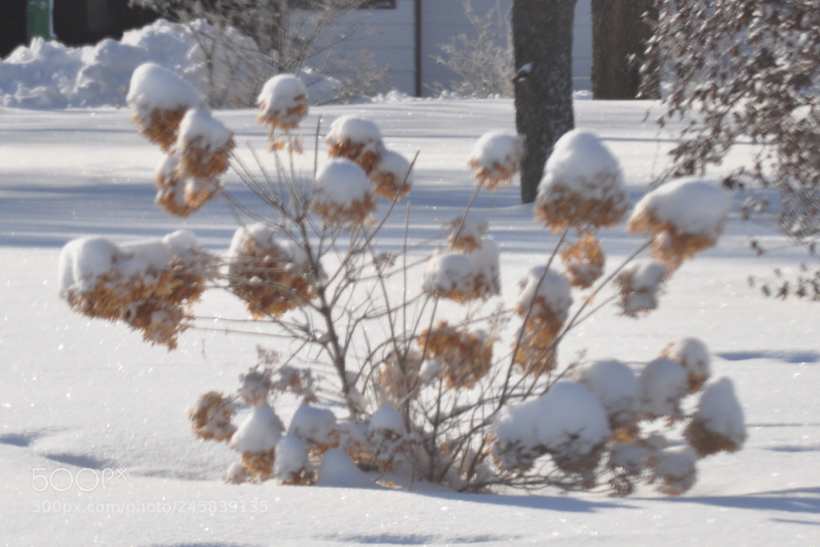 Nikon D5000 sample photo. Pom poms photography