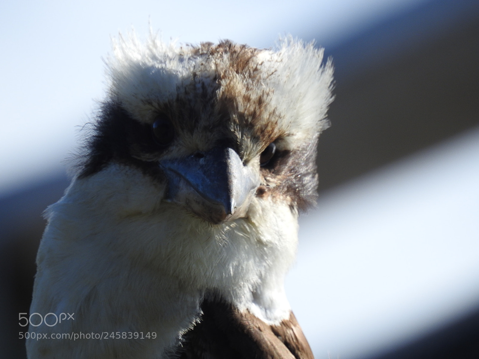 Nikon Coolpix P900 sample photo. Kookaburra 1 photography