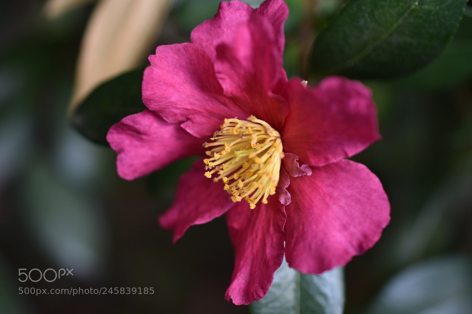 Nikon D3400 sample photo. Signs of wear and photography